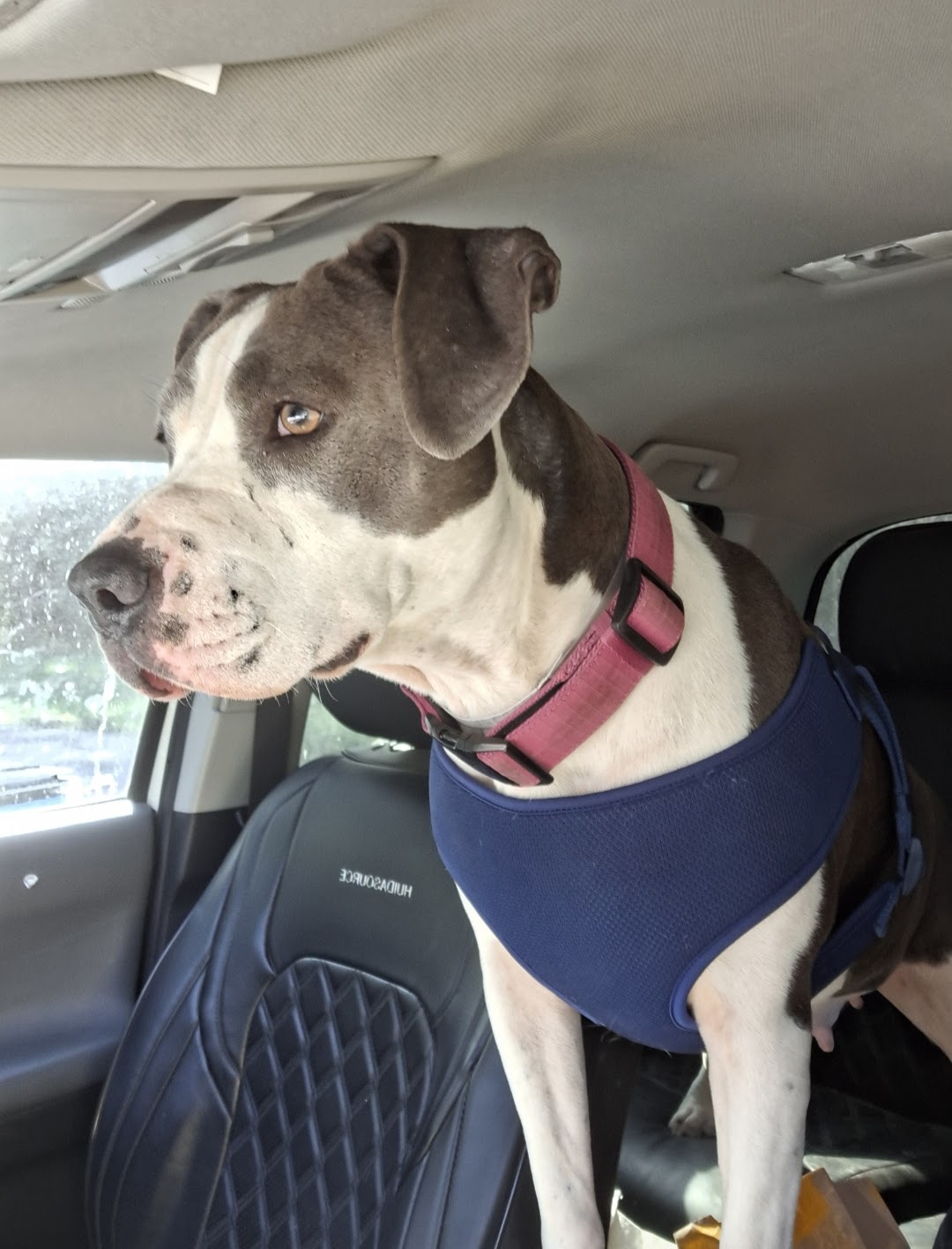 Dog for adoption Big Mama, a Pit Bull Terrier & American