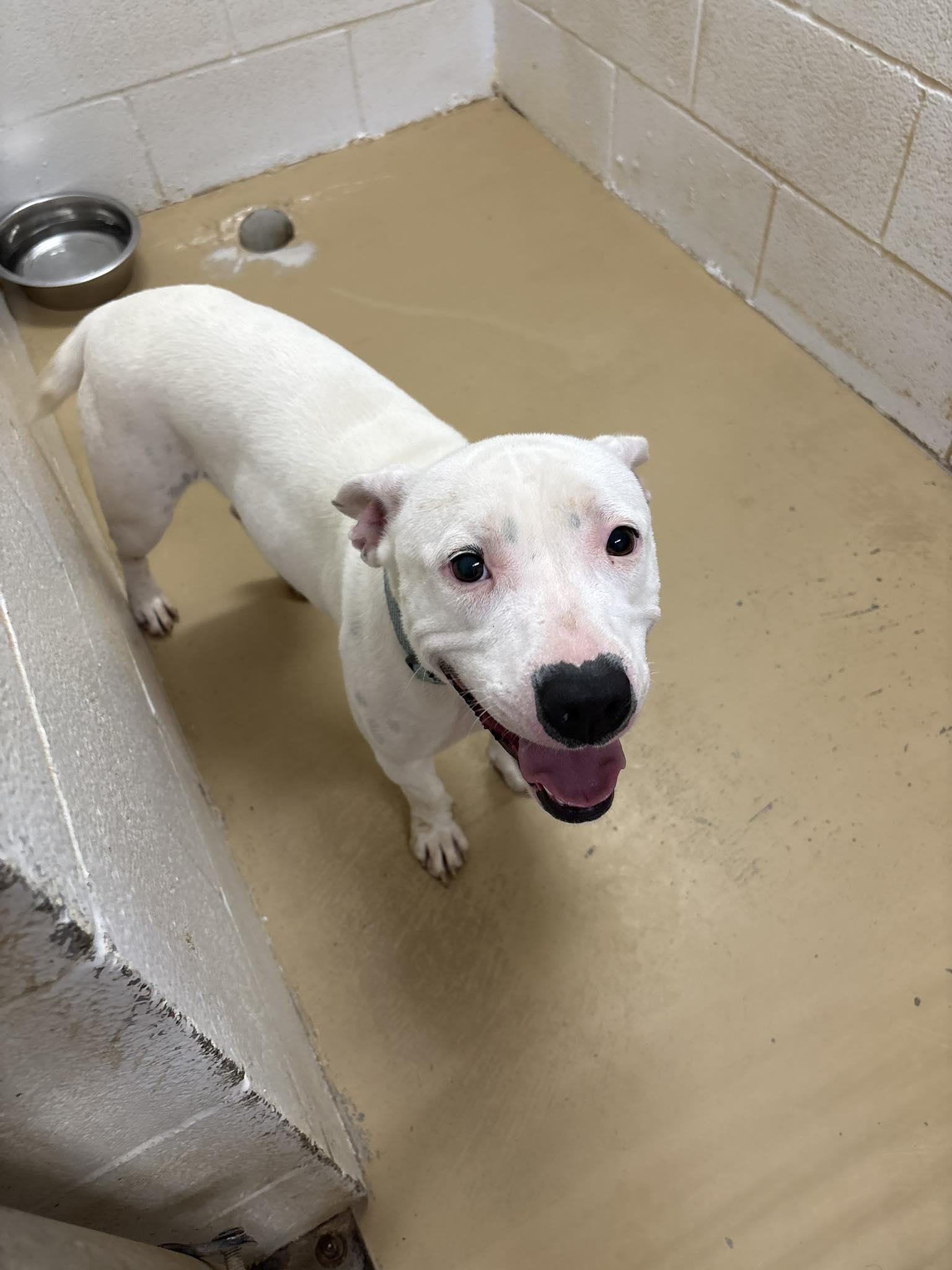 Enlarge Pearl, a ADOPTABLE mixed breed in Clyde, TX image 1/1