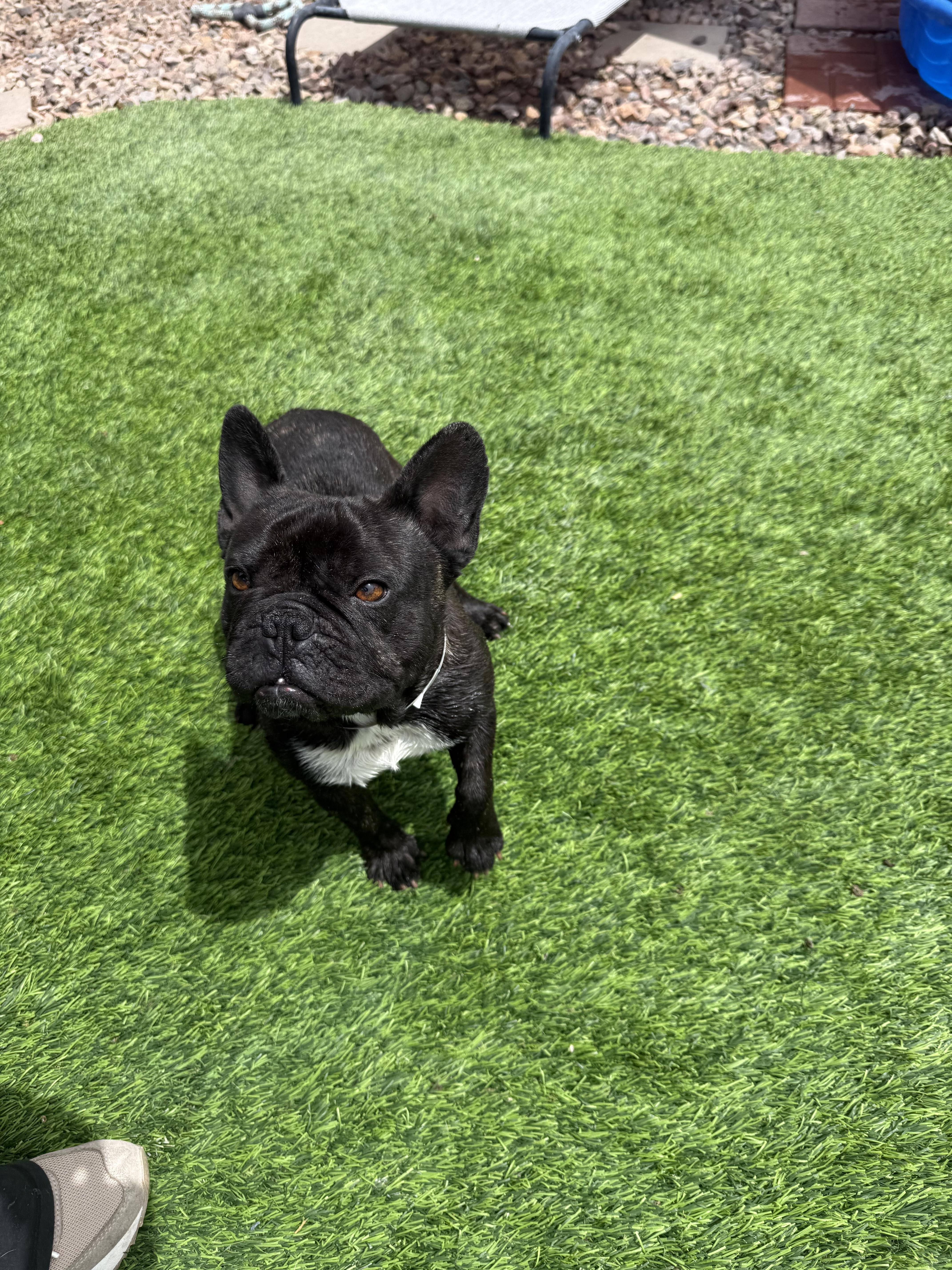 Pierre, Adoptable, Adult Male French Bulldog.