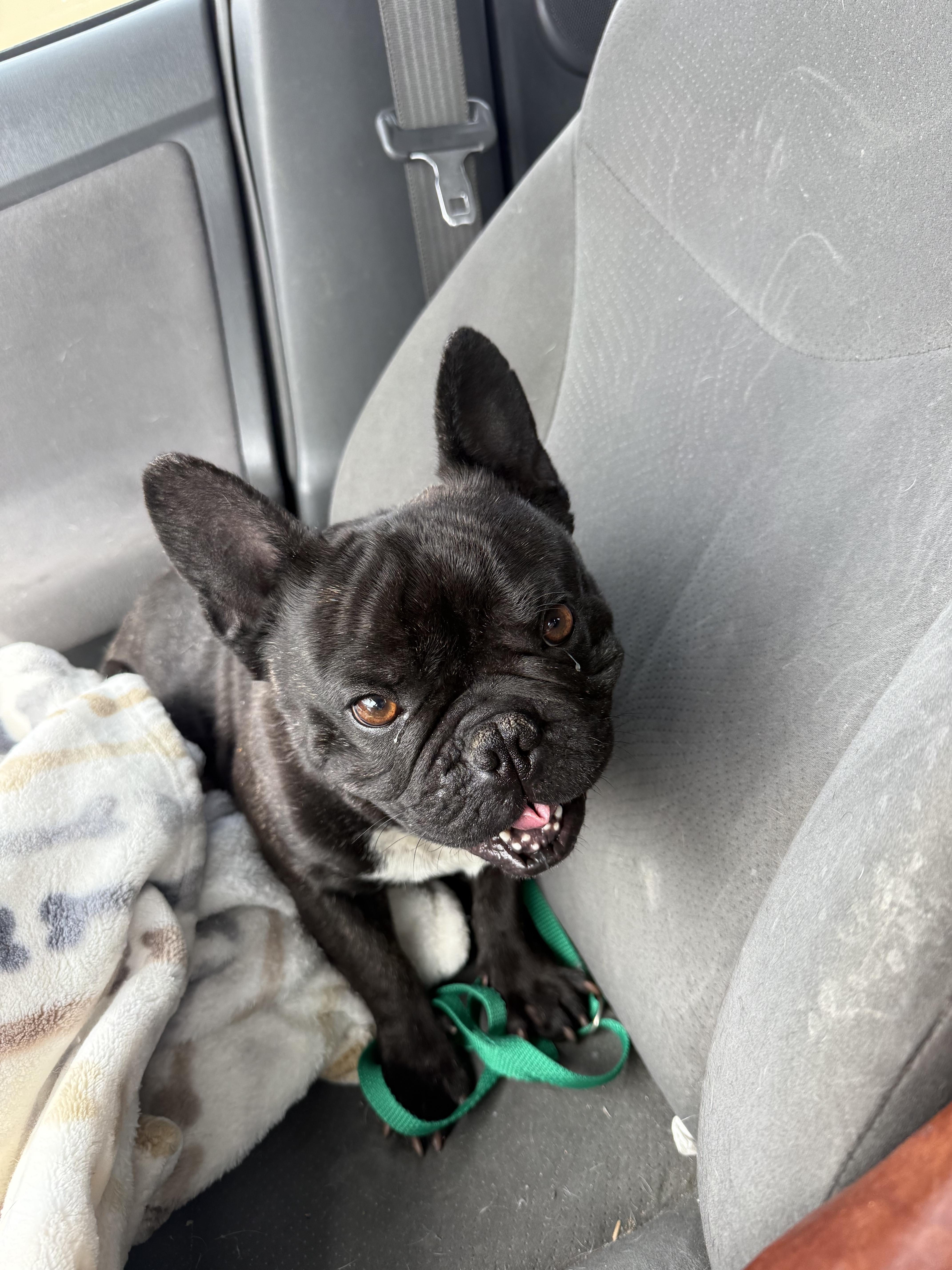 Enlarge Pierre, a Adoptable French Bulldog in Mesa, AZ image 2/6
