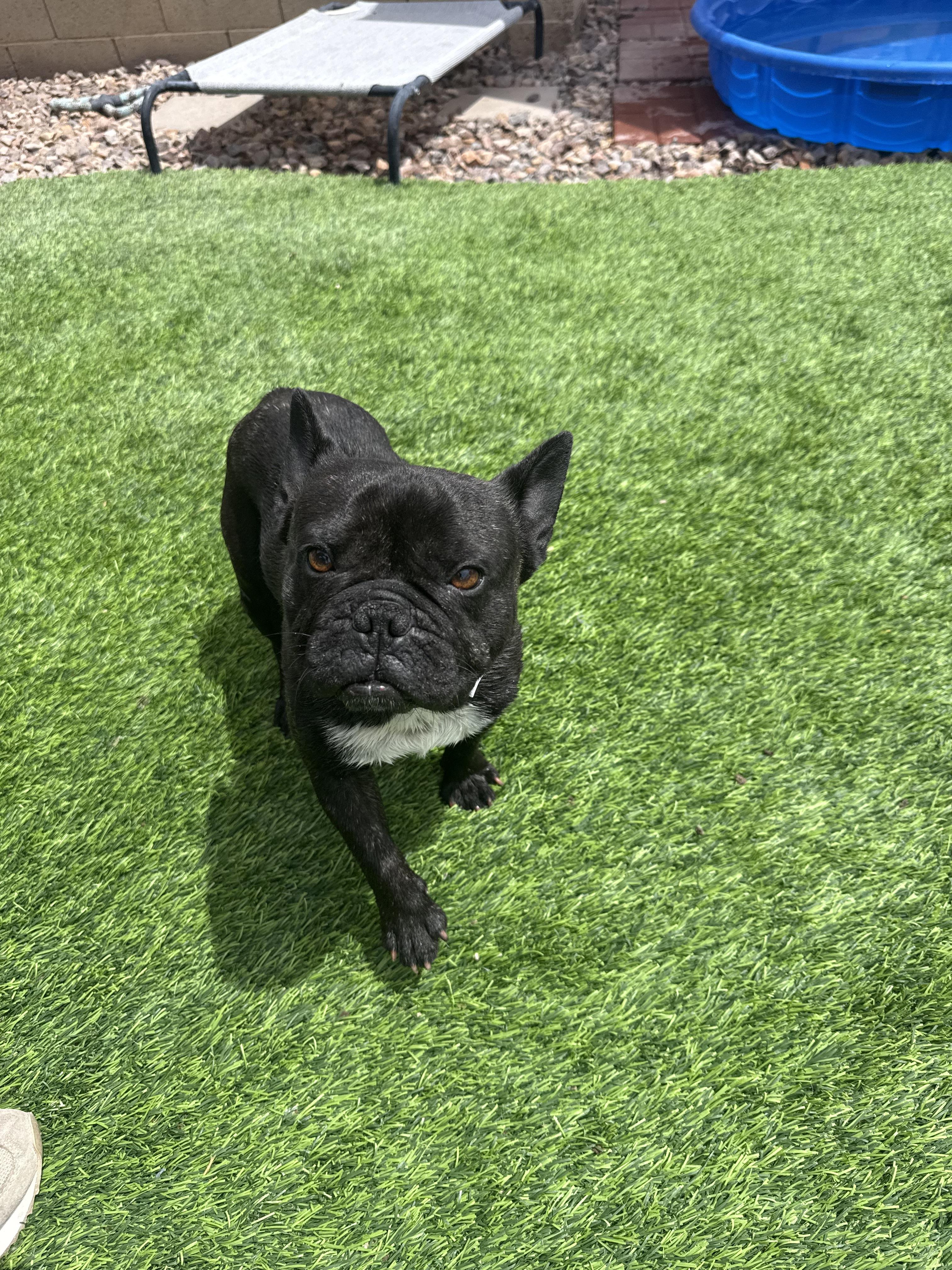 Enlarge Pierre, a Adoptable French Bulldog in Mesa, AZ image 3/6