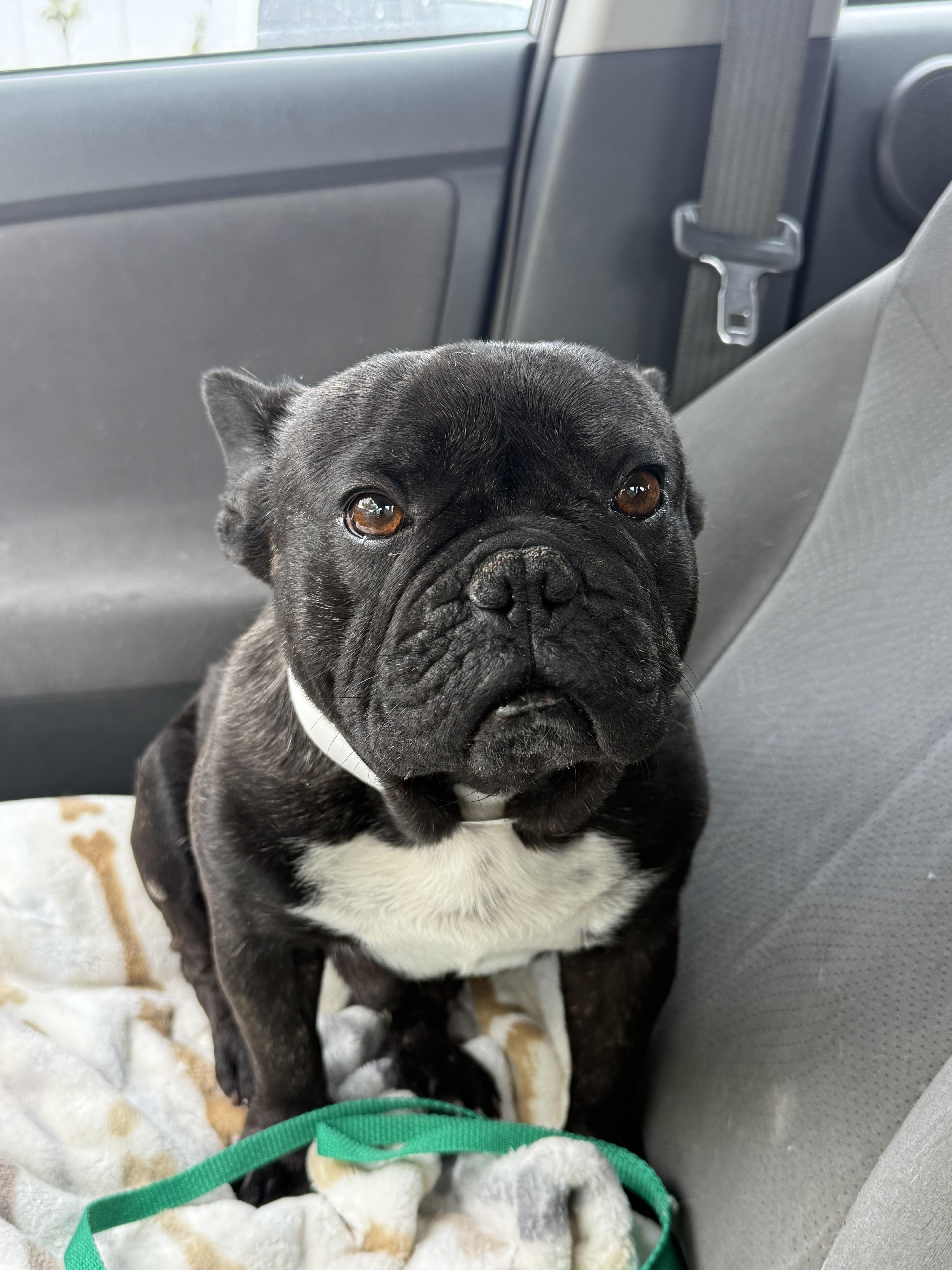 Enlarge Pierre, a Adoptable French Bulldog in Mesa, AZ image 4/6