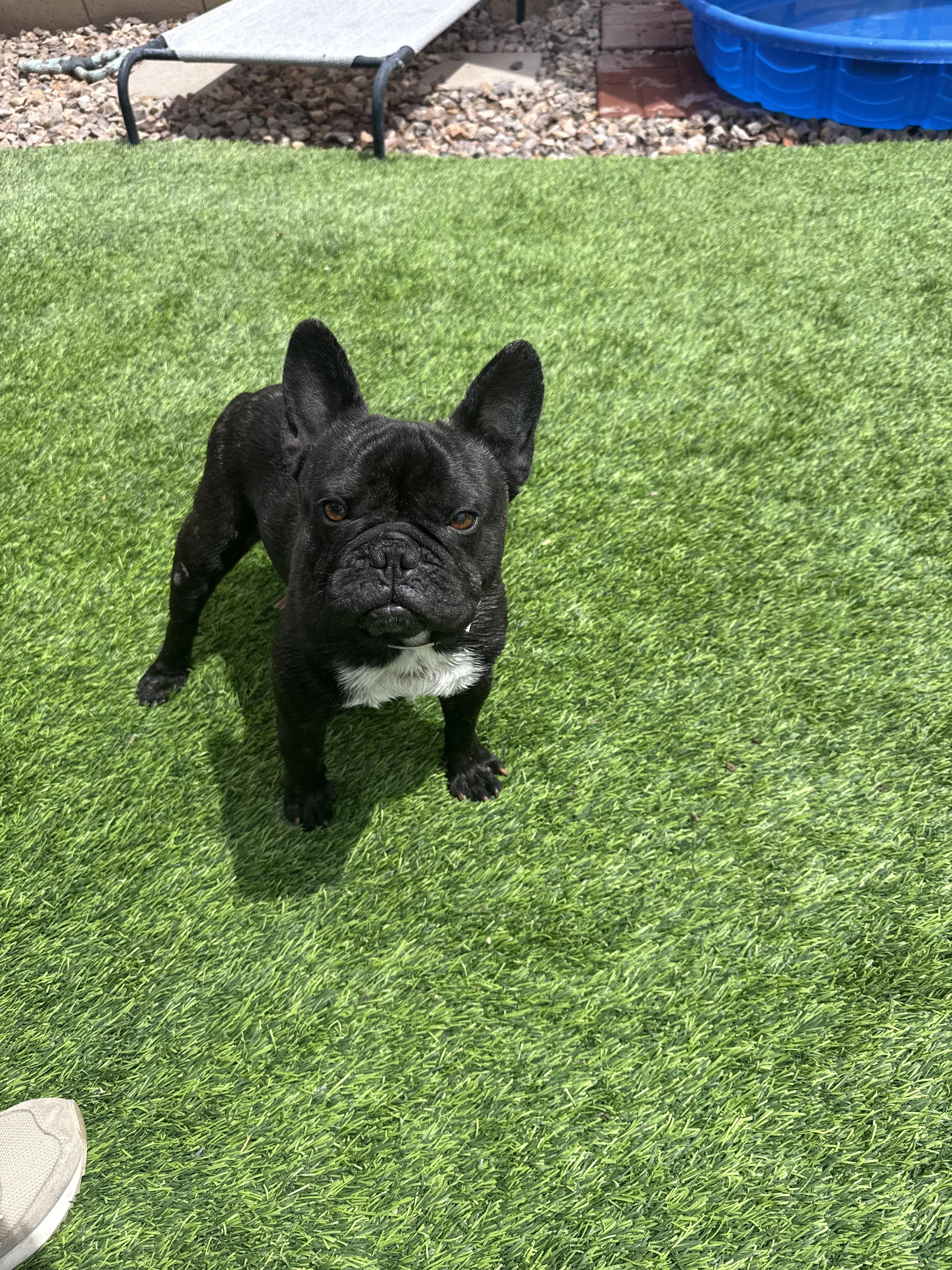 Enlarge Pierre, a Adoptable French Bulldog in Mesa, AZ image 5/6