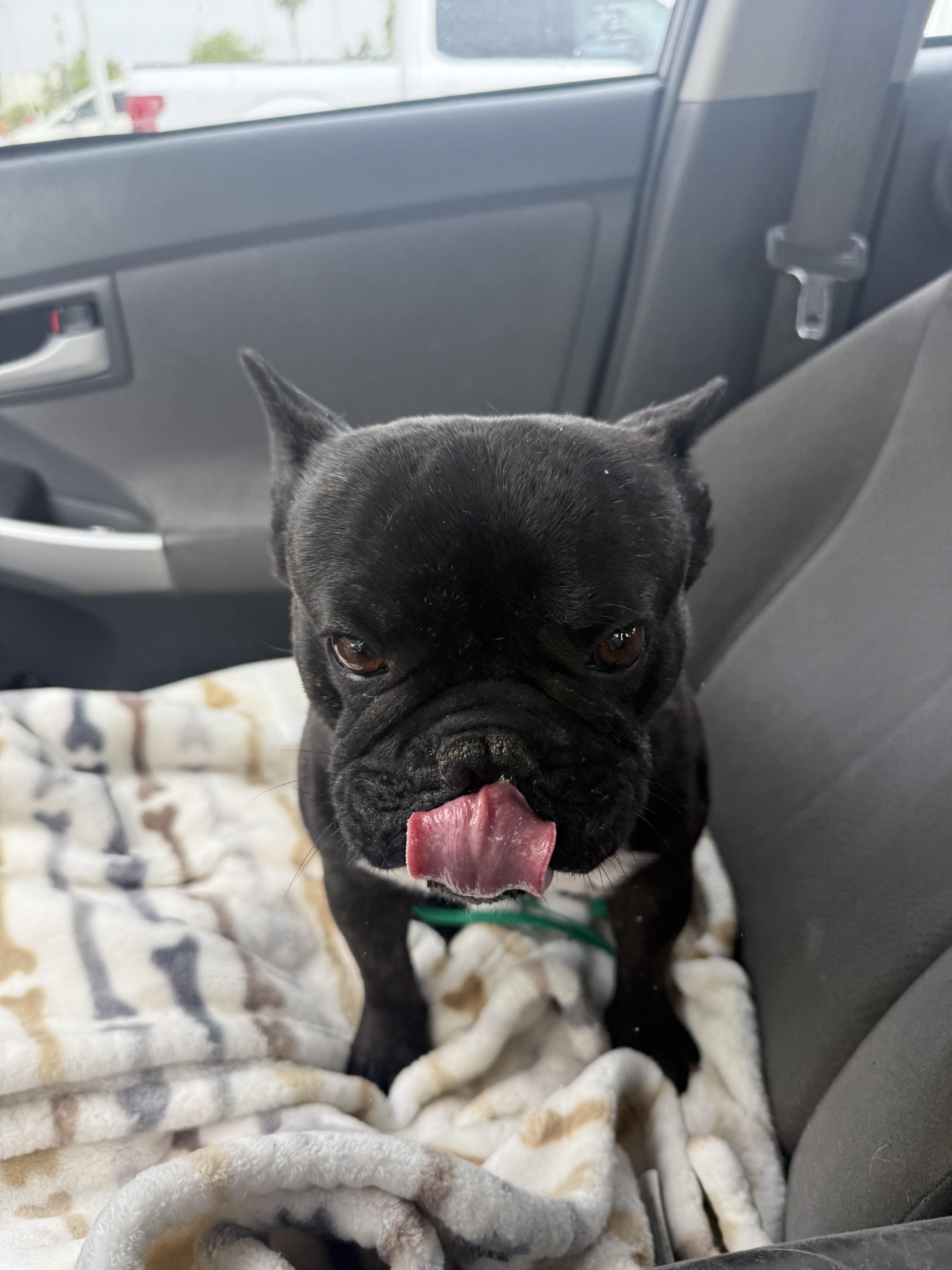 Enlarge Pierre, a Adoptable French Bulldog in Mesa, AZ image 6/6