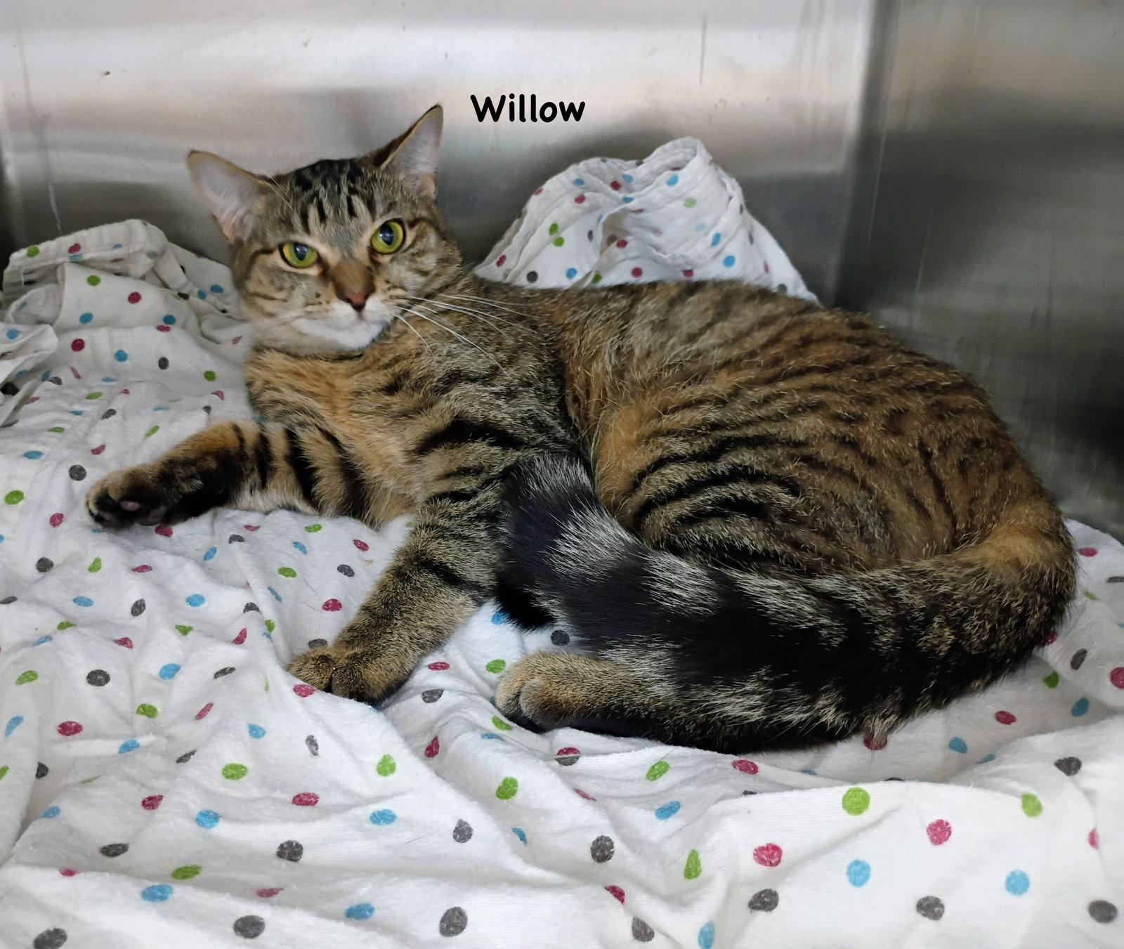 Enlarge Willow, a Adoptable mixed breed in Morehead, KY image 1/2