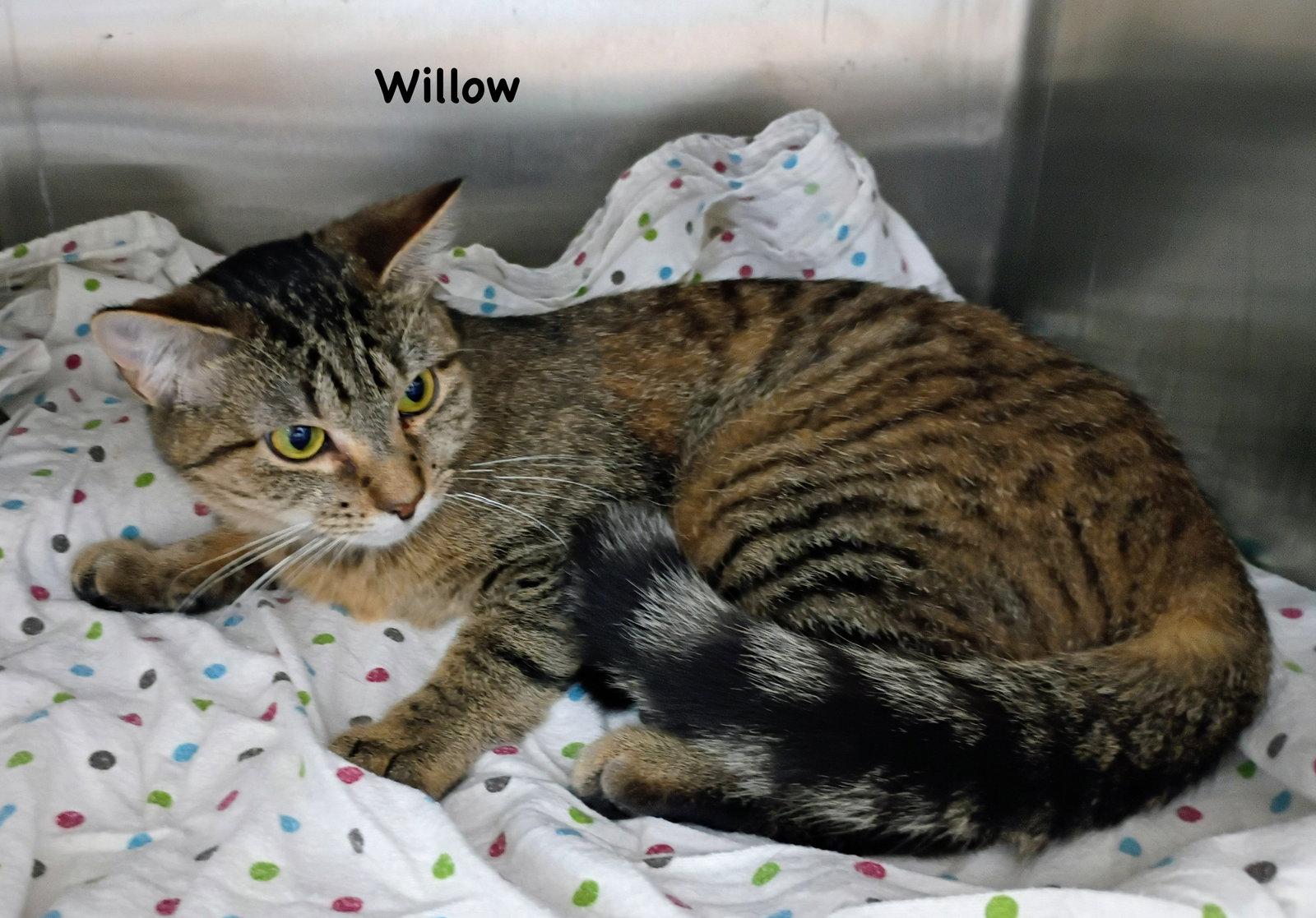 Enlarge Willow, a Adoptable mixed breed in Morehead, KY image 2/2