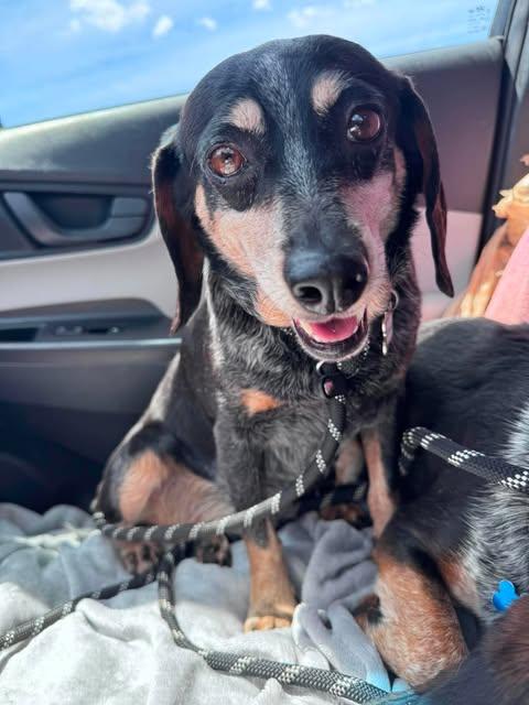 Belle, Adoptable, Adult Female Beagle.