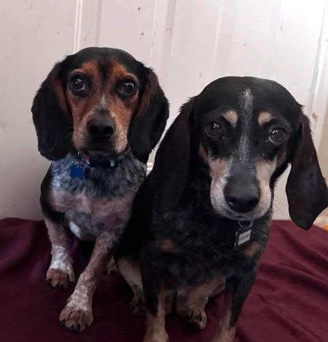 Belle, a Adoptable Beagle in Kent, WA image 2/5