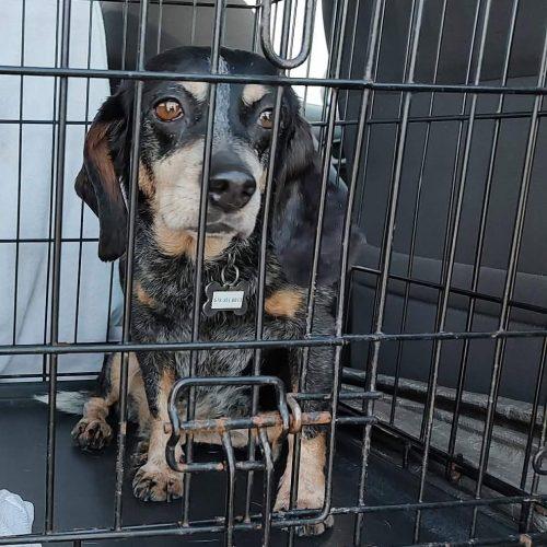 Belle, a Adoptable Beagle in Kent, WA image 4/5