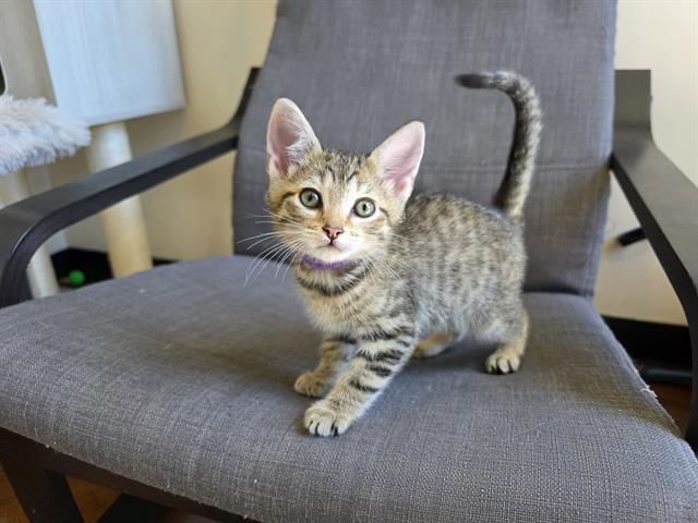 Enlarge BUTTERS, a Adoptable Domestic Short Hair in Santa Clara, CA image 1/1