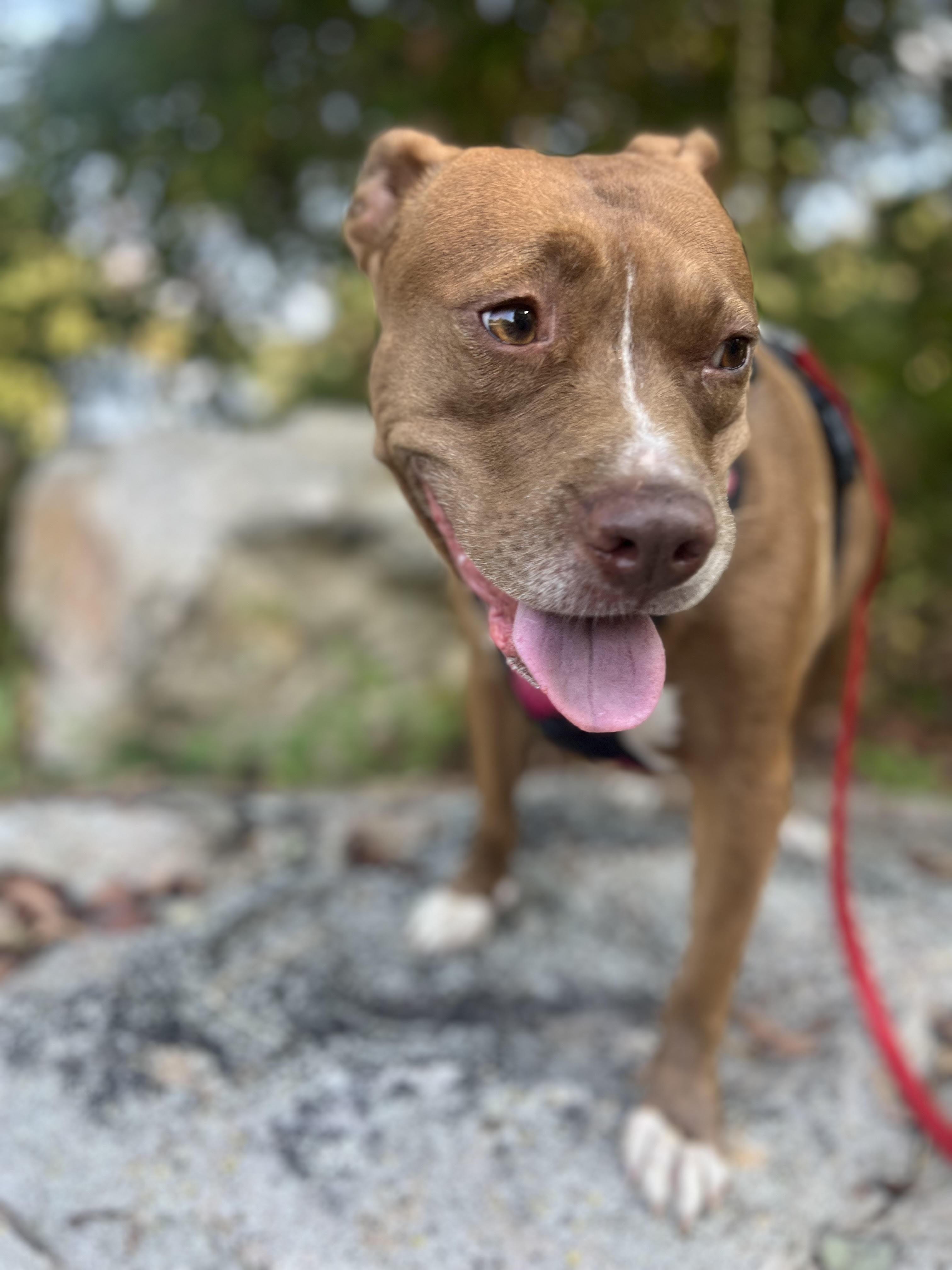 Enlarge Chloe, a Adoptable mixed breed in Tracy City , TN image 2/3