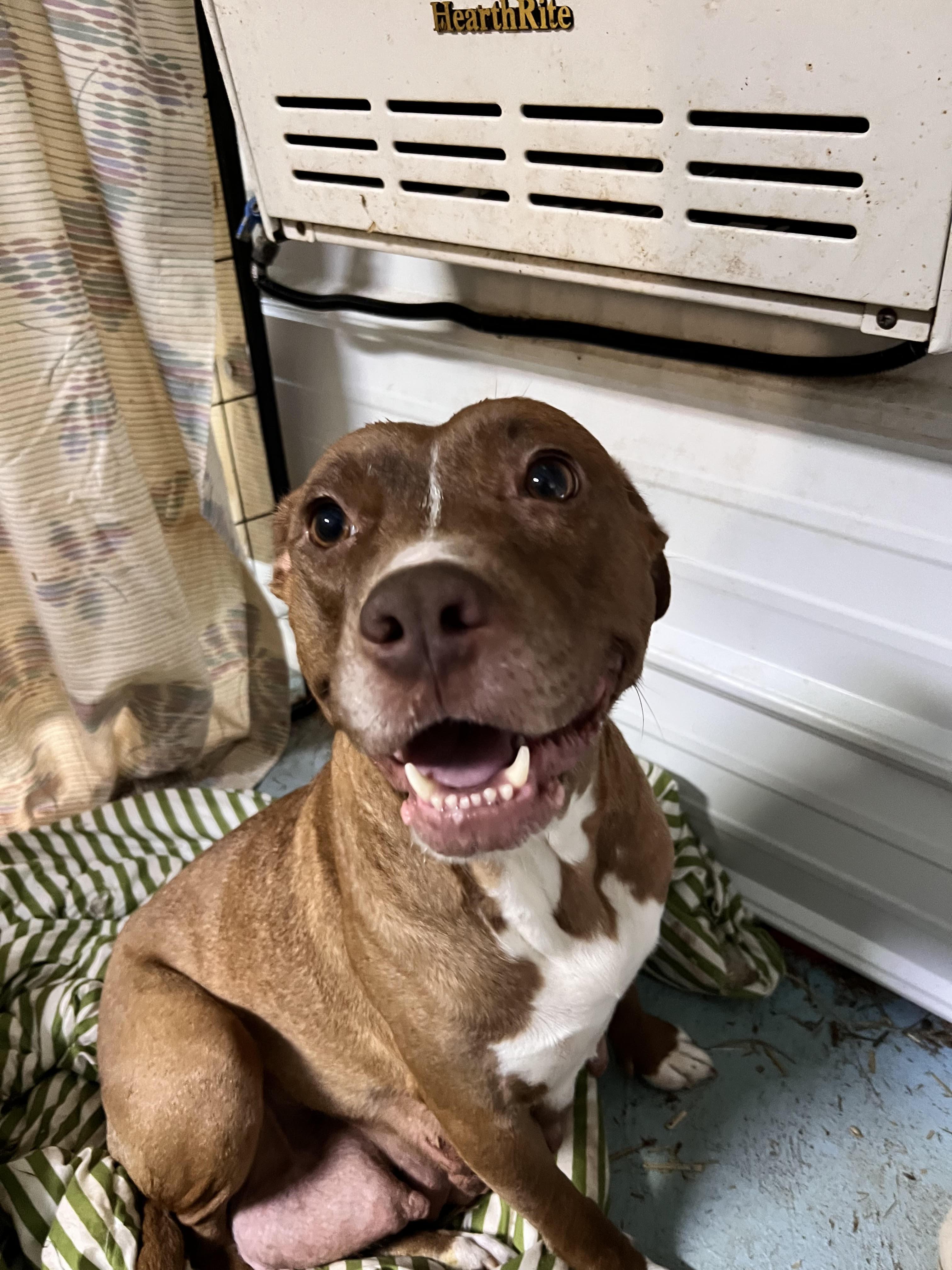Chloe, Adoptable, Adult Female Staffordshire Bull Terrier.