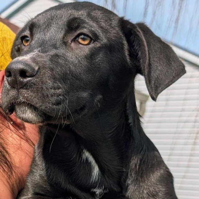 Enlarge Boston, a ADOPTABLE mixed breed in Lewisville, IN image 1/4