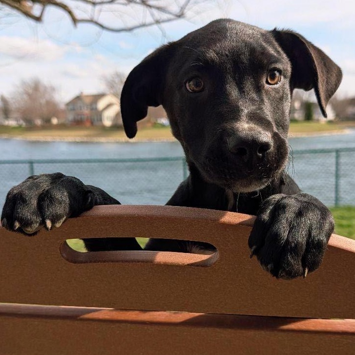 Enlarge Boston, a ADOPTABLE mixed breed in Lewisville, IN image 3/4