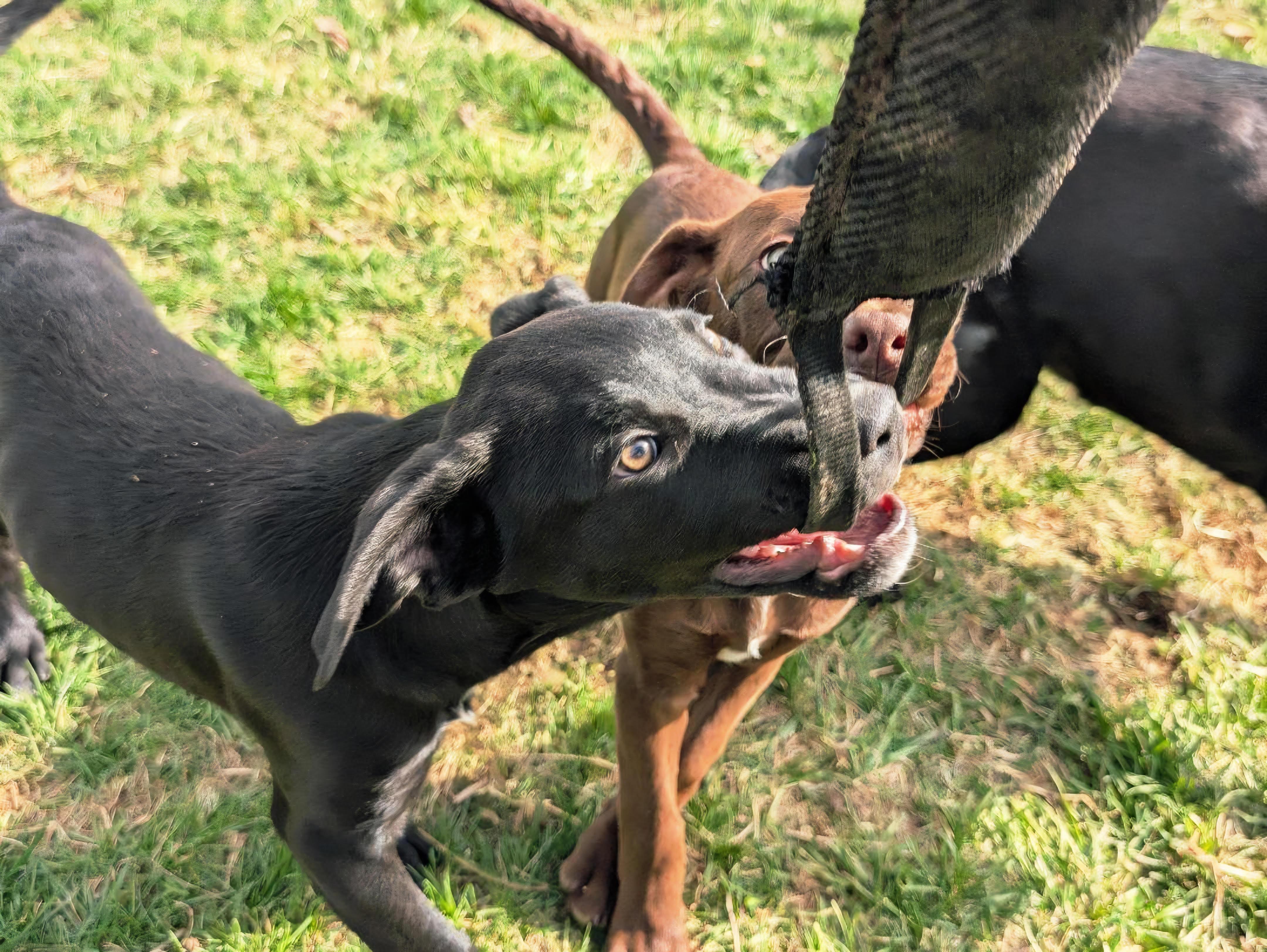 Enlarge Boston, a ADOPTABLE mixed breed in Lewisville, IN image 4/4