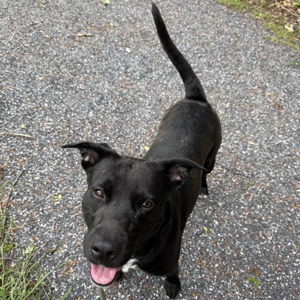 Nova, Adoptable, Adult Female Pit Bull Terrier.