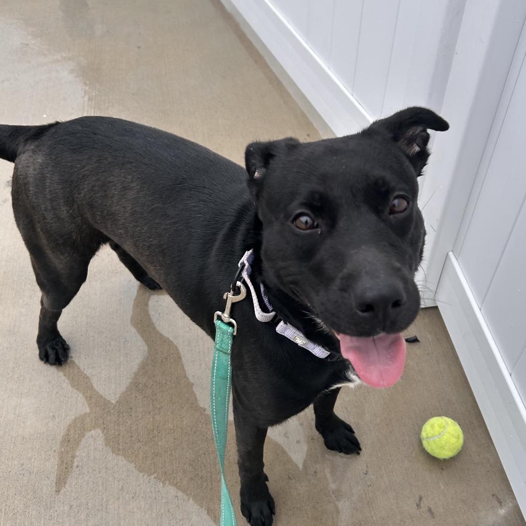 Nova, a Adoptable Pit Bull Terrier in Harrisonburg, VA image 2/6