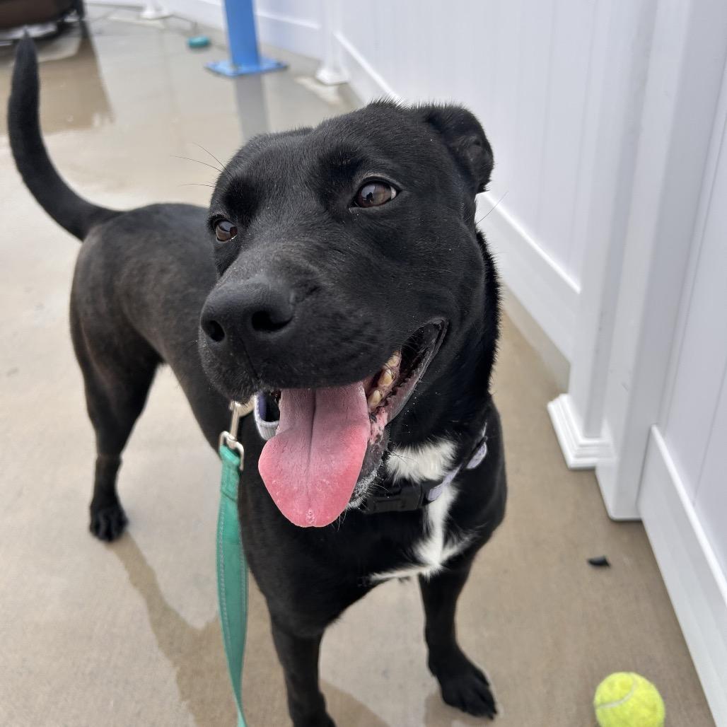 Nova, a Adoptable Pit Bull Terrier in Harrisonburg, VA image 3/6