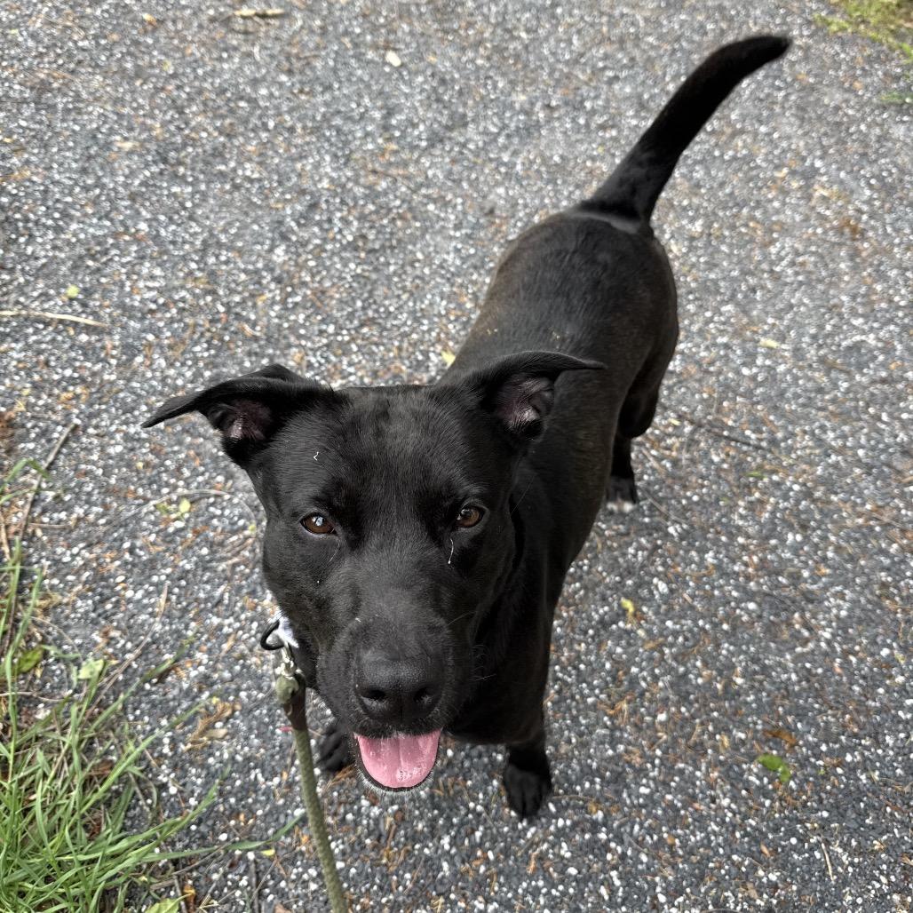 Nova, a Adoptable Pit Bull Terrier in Harrisonburg, VA image 4/6
