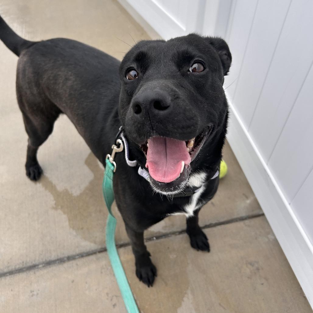 Nova, a Adoptable Pit Bull Terrier in Harrisonburg, VA image 5/6