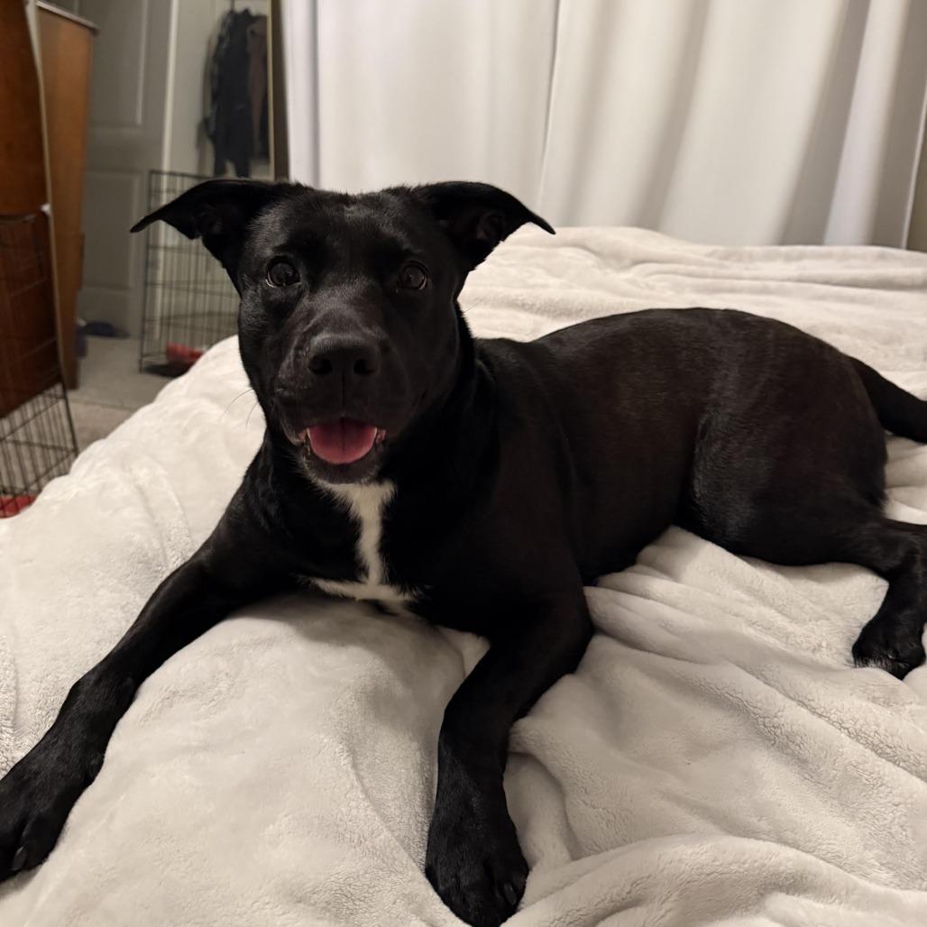 Nova, a Adoptable Pit Bull Terrier in Harrisonburg, VA image 6/6