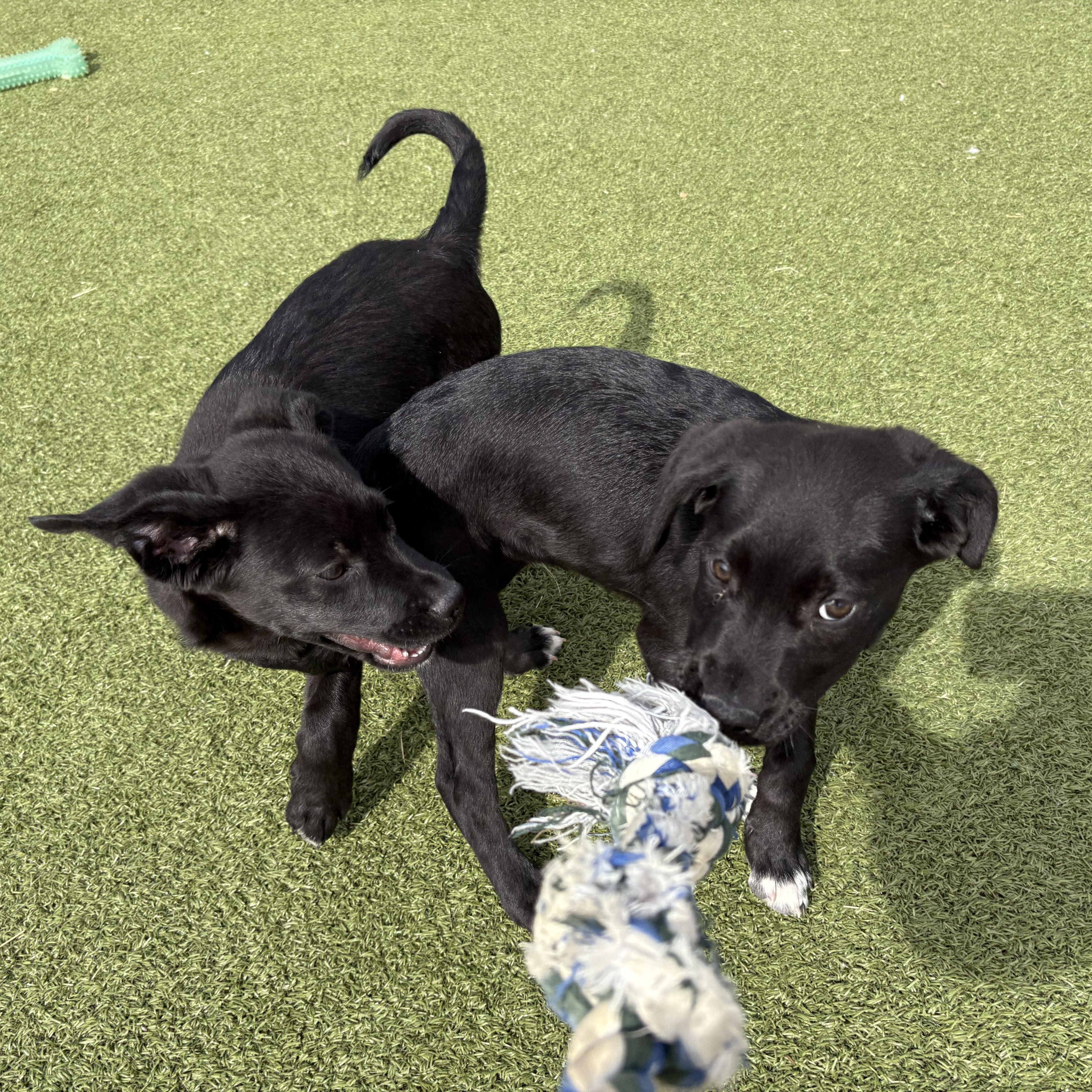 Enlarge Korn, a ADOPTABLE mixed breed in Hays, KS image 2/3