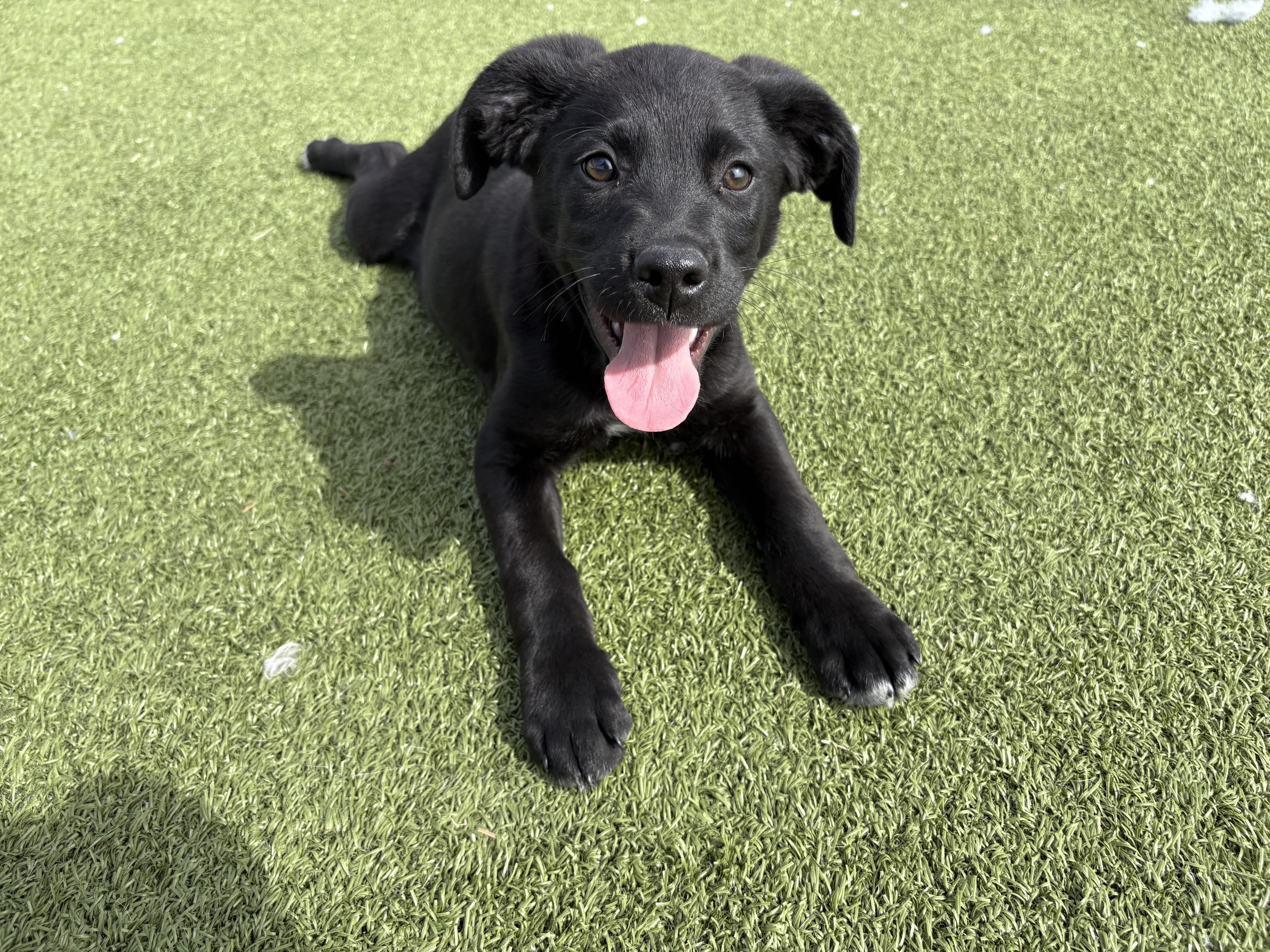 Enlarge Korn, a ADOPTABLE mixed breed in Hays, KS image 1/3