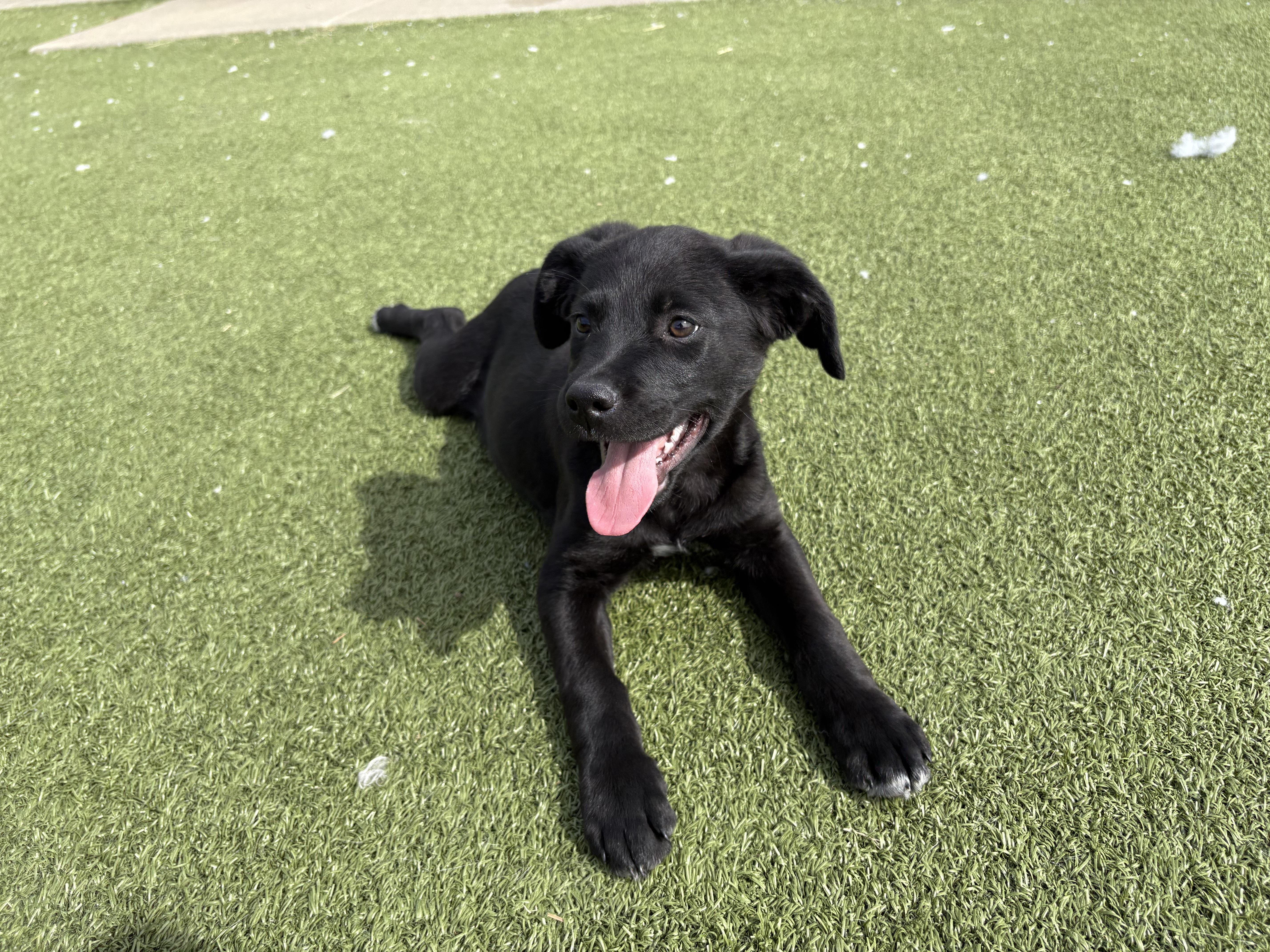 Enlarge Korn, a ADOPTABLE mixed breed in Hays, KS image 3/3