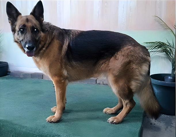 MIA, Adoptable, Adult Female German Shepherd Dog.