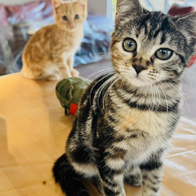 Sable, a Adoptable Domestic Short Hair in Ashland, OR image 2/5