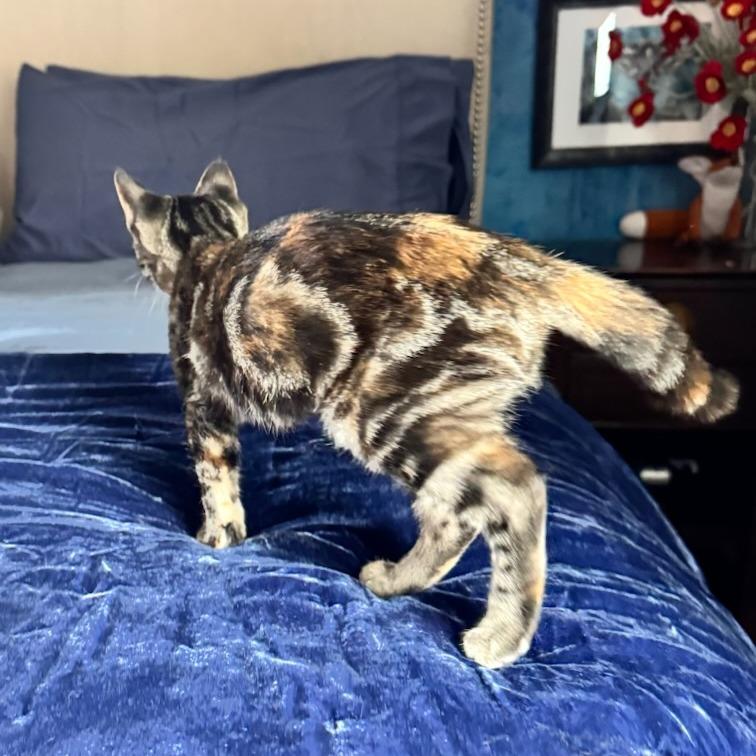 Sable, a Adoptable Domestic Short Hair in Ashland, OR image 3/5