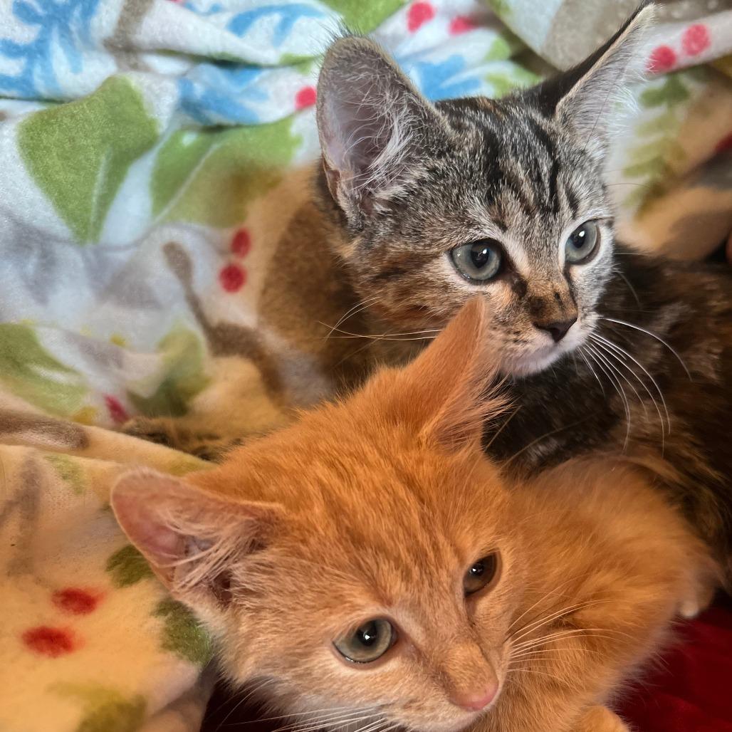 Sable, a Adoptable Domestic Short Hair in Ashland, OR image 4/5