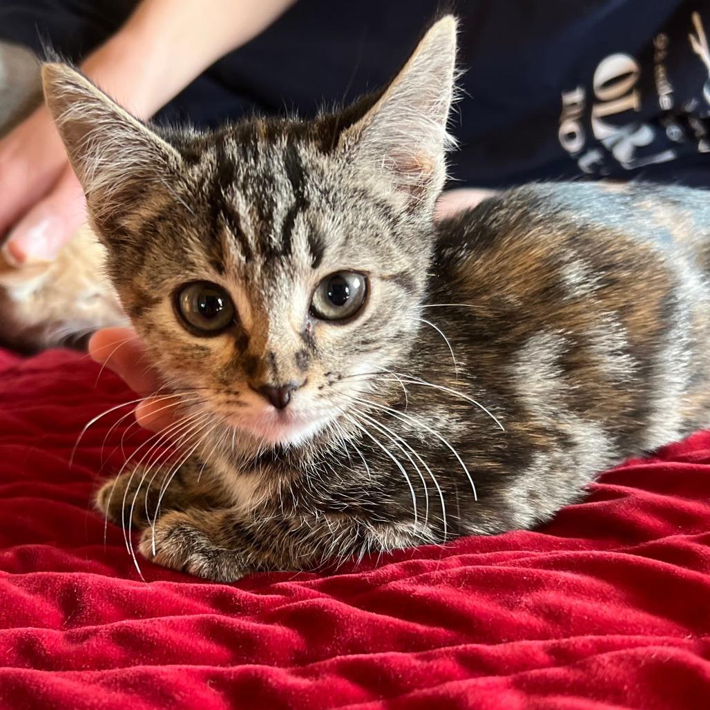 Sable, a Adoptable Domestic Short Hair in Ashland, OR image 5/5