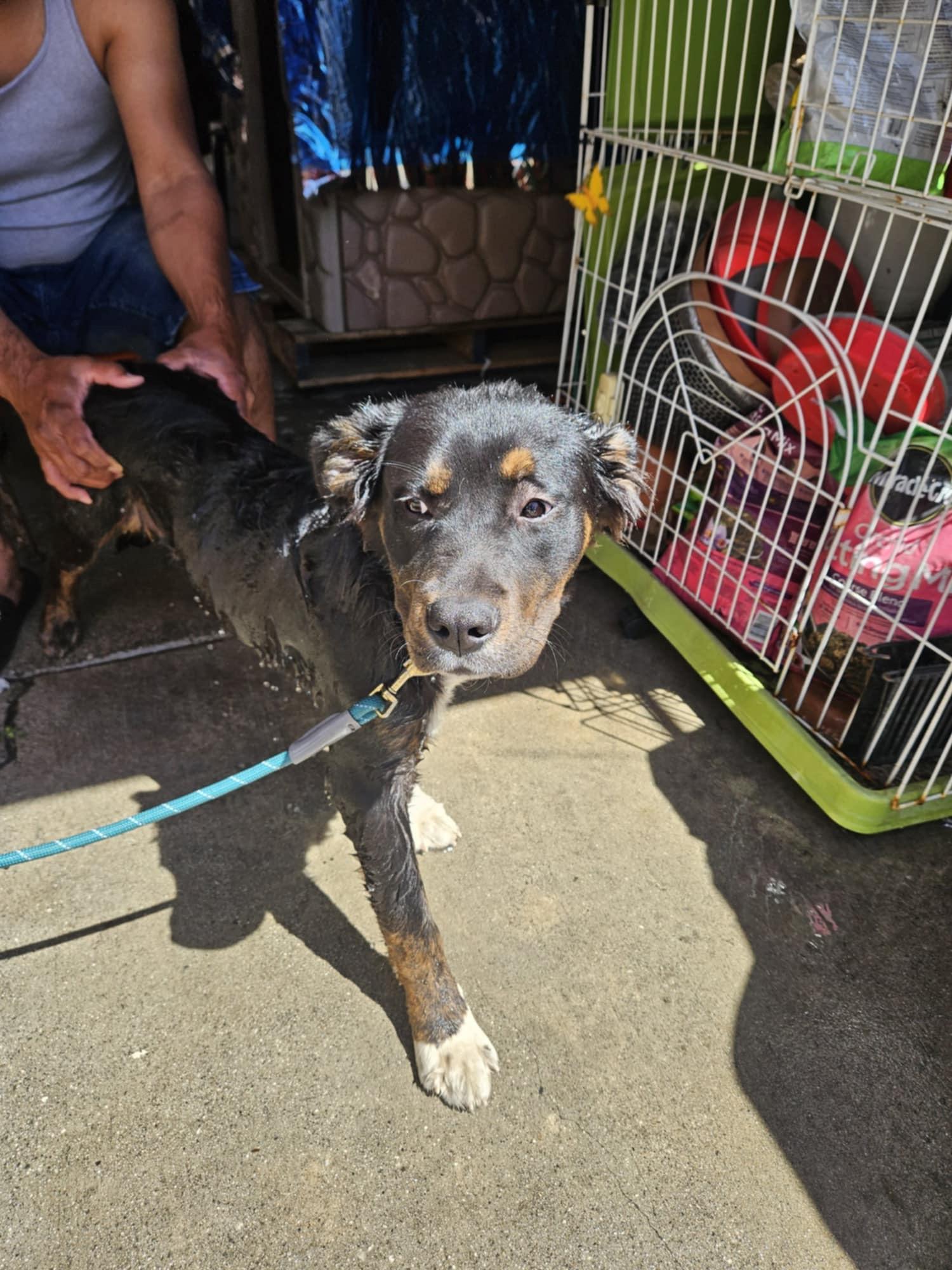 Enlarge Bella, a Adoptable Mixed Breed in Calabasas, CA image 5/5