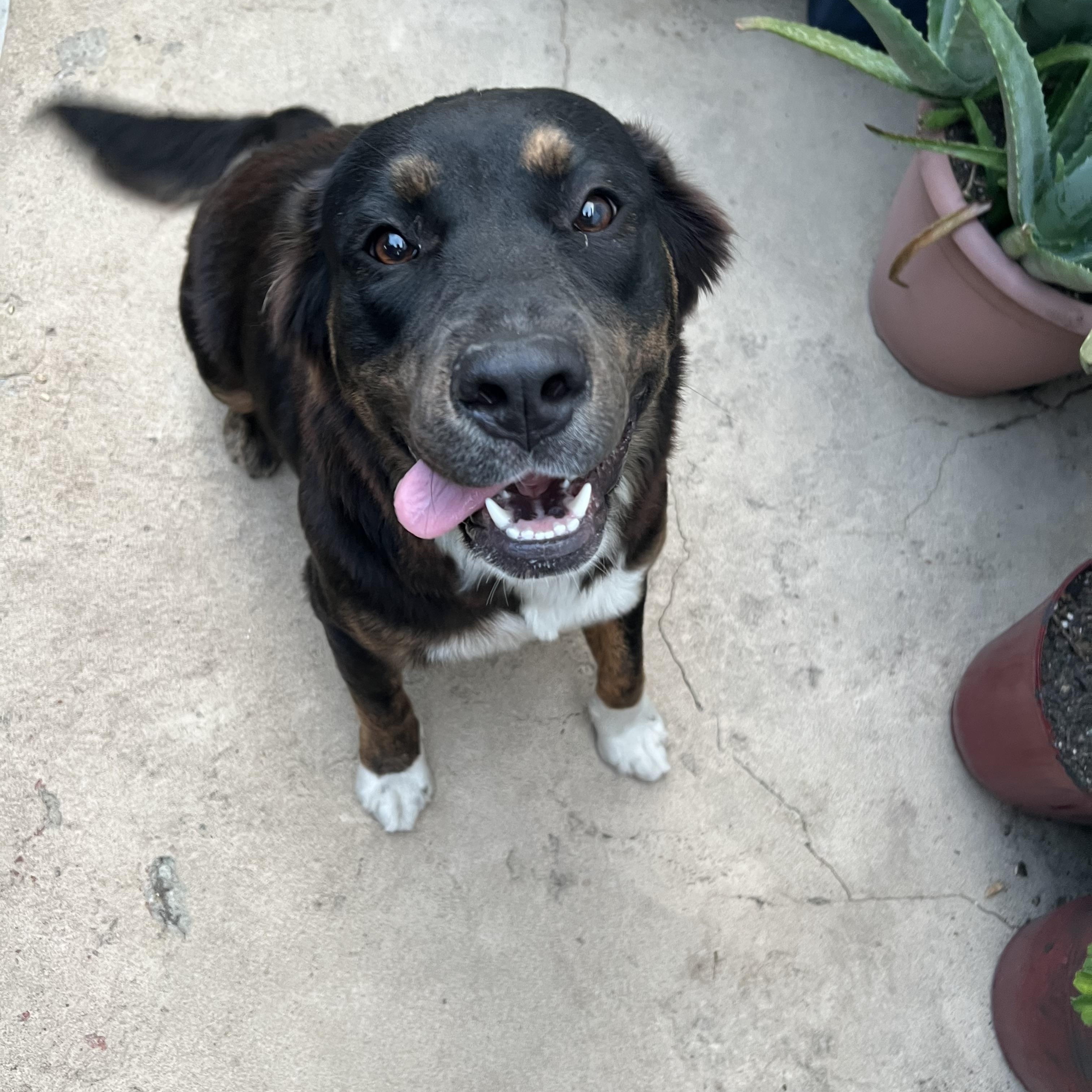 Enlarge Bella, a Adoptable Mixed Breed in Calabasas, CA image 1/5