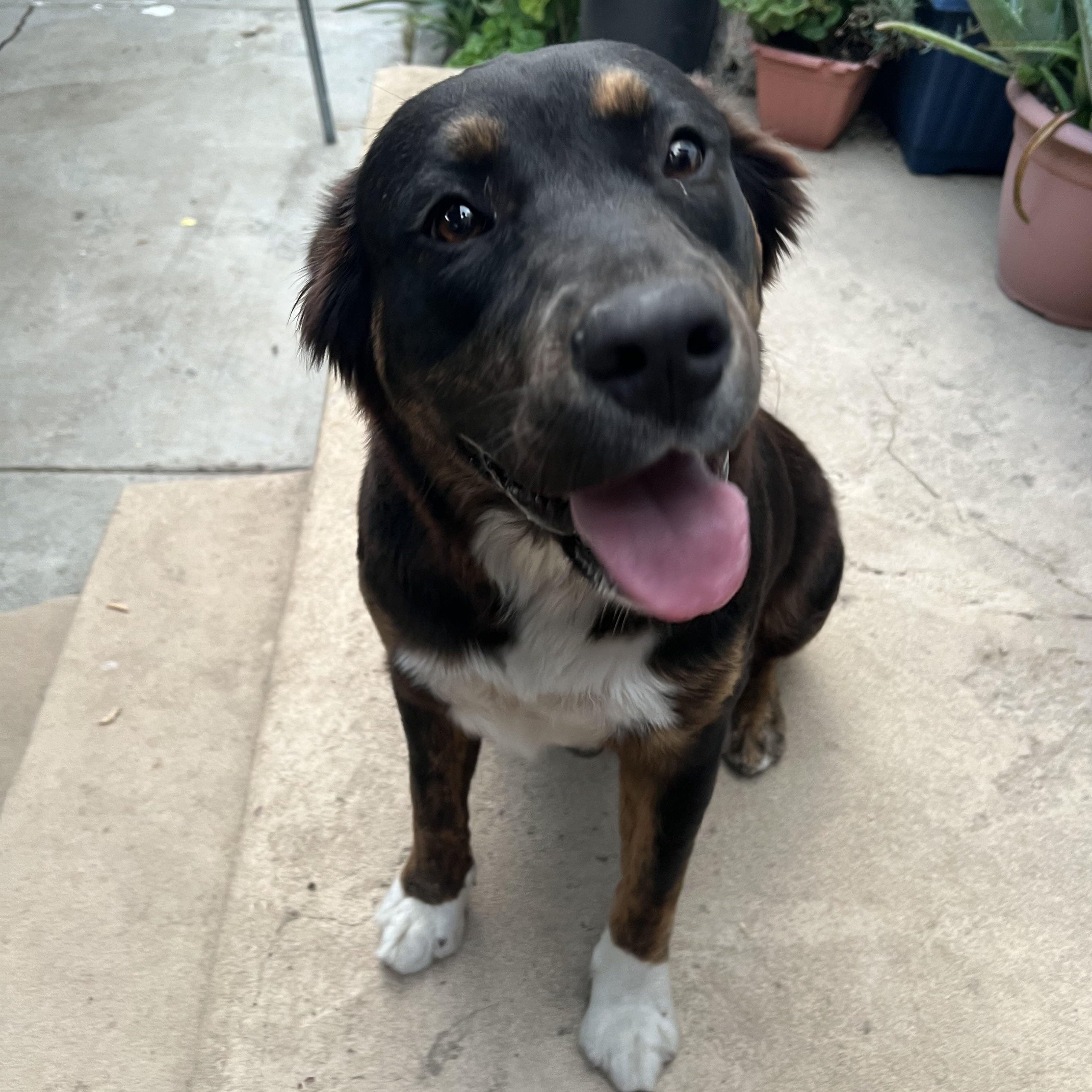 Enlarge Bella, a Adoptable Mixed Breed in Calabasas, CA image 4/5