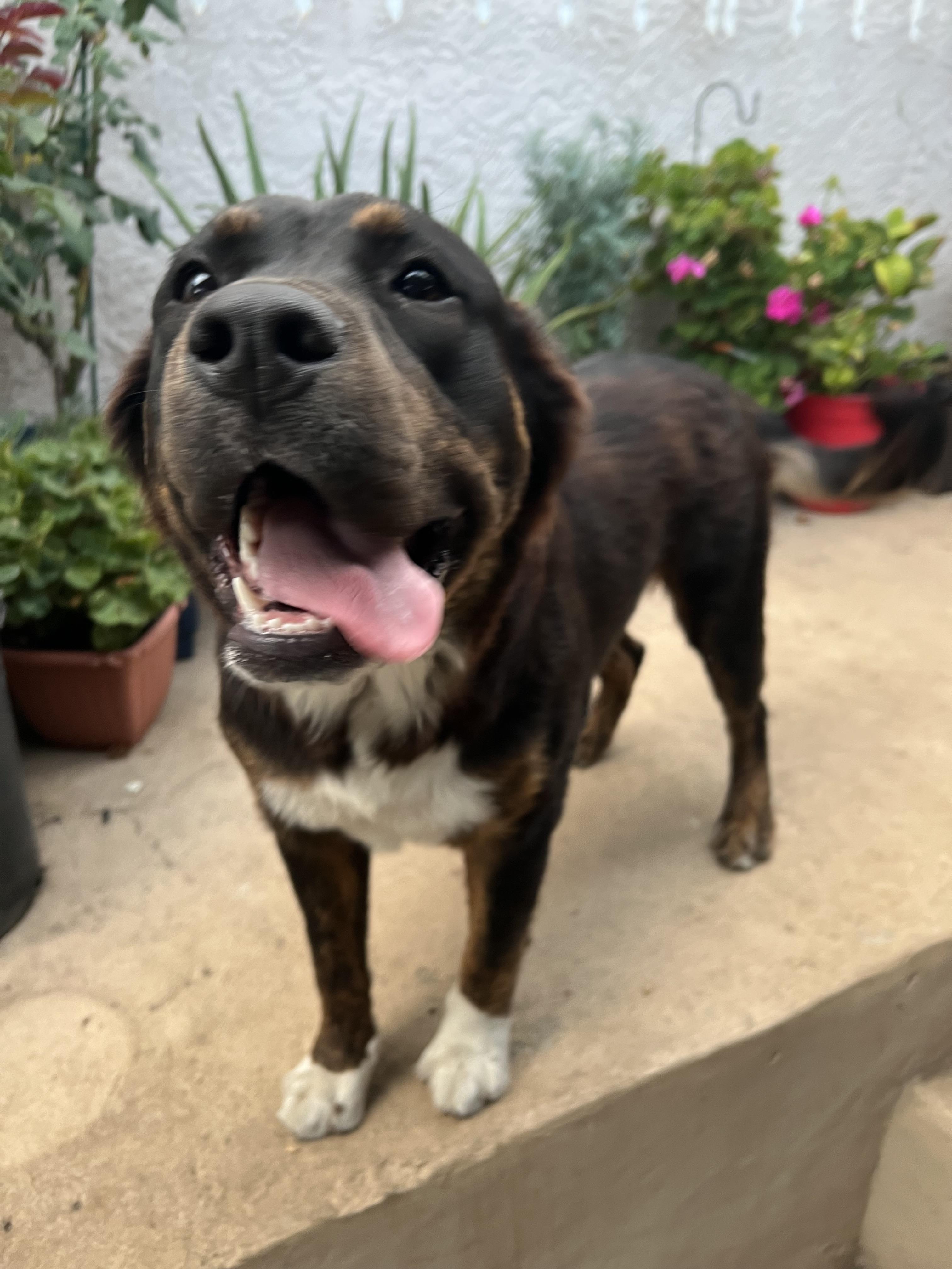 Enlarge Bella, a Adoptable Mixed Breed in Calabasas, CA image 2/5