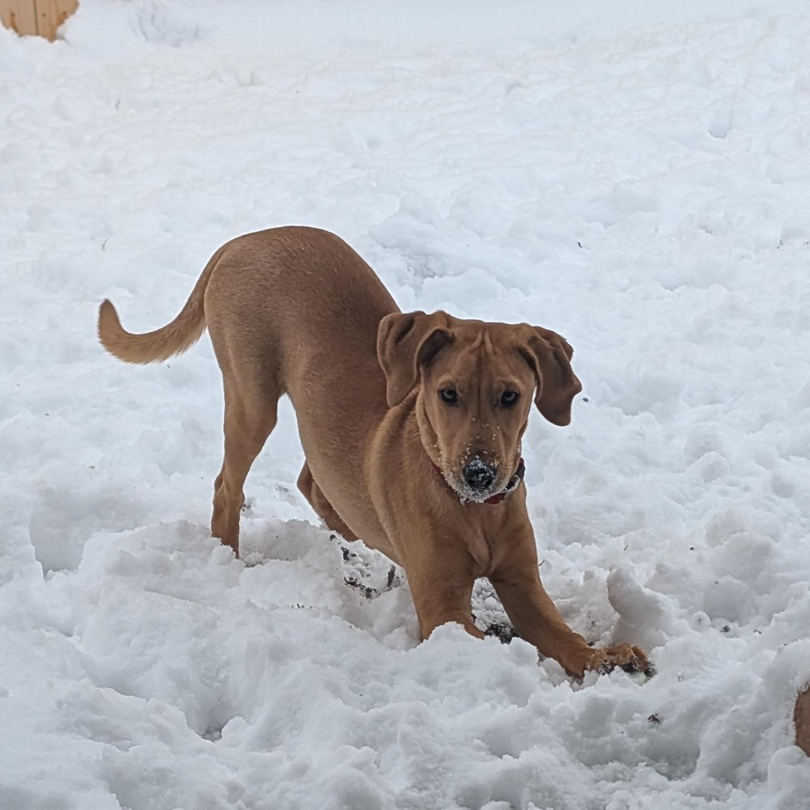 GIZMO-URGENT!, an adopted mixed breed in Wilmington, OH image 1/5