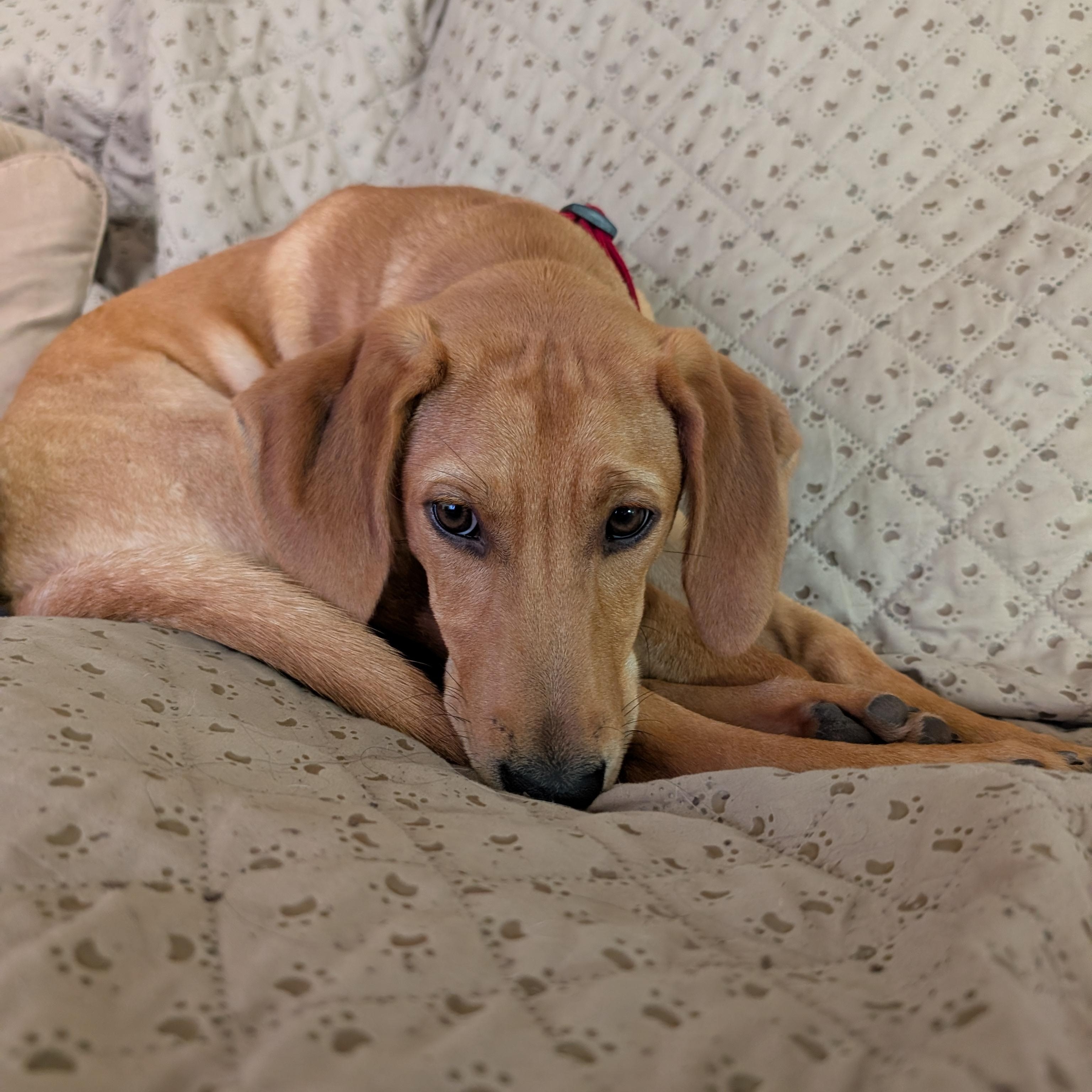 GIZMO-URGENT!, Adoptable, Puppy Male Hound.