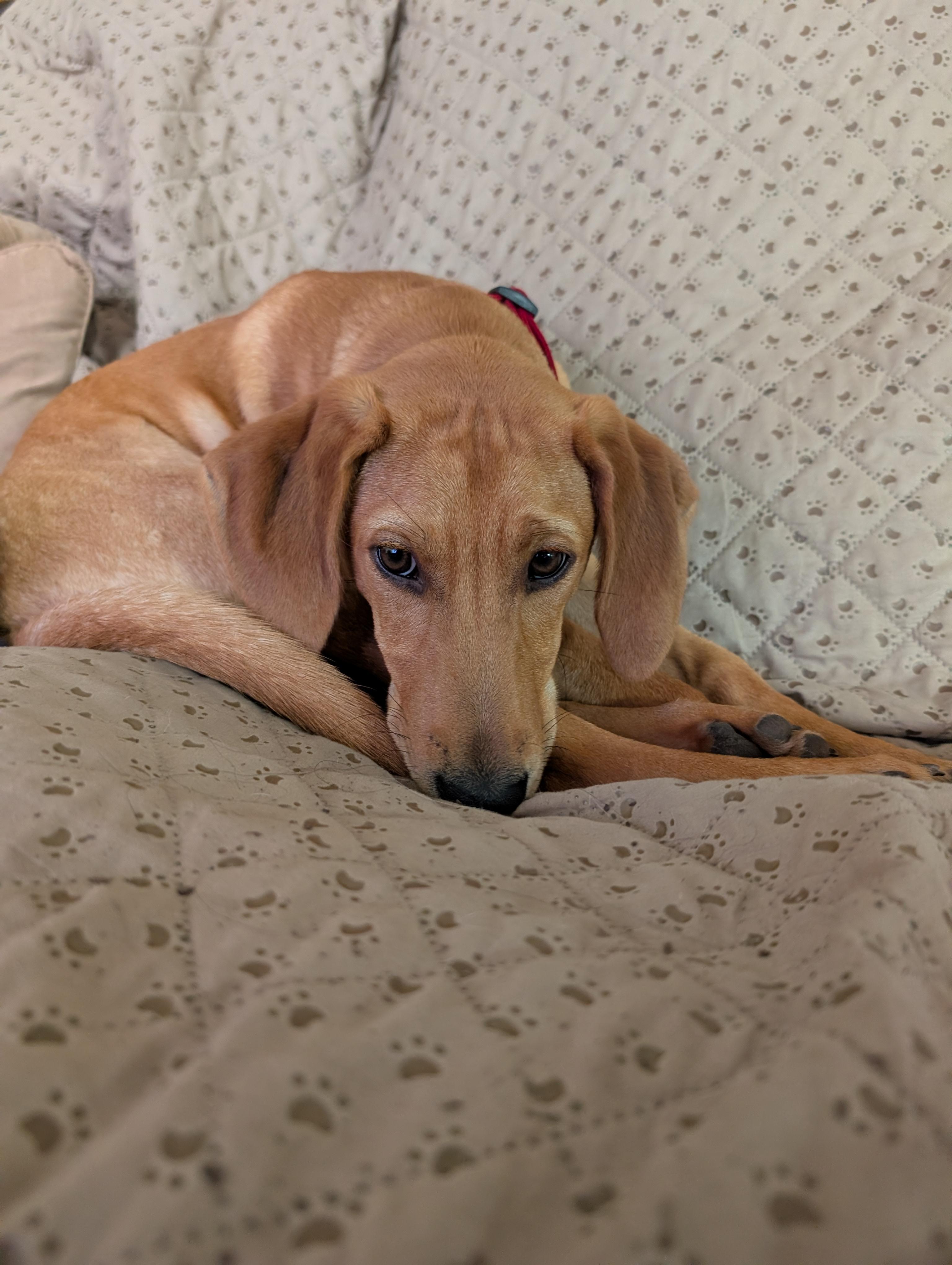 Gizmourgent! photo 1