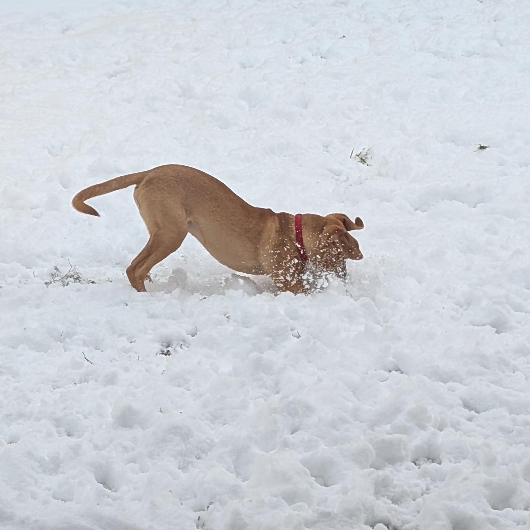 GIZMO-URGENT!, an adopted mixed breed in Wilmington, OH image 3/5