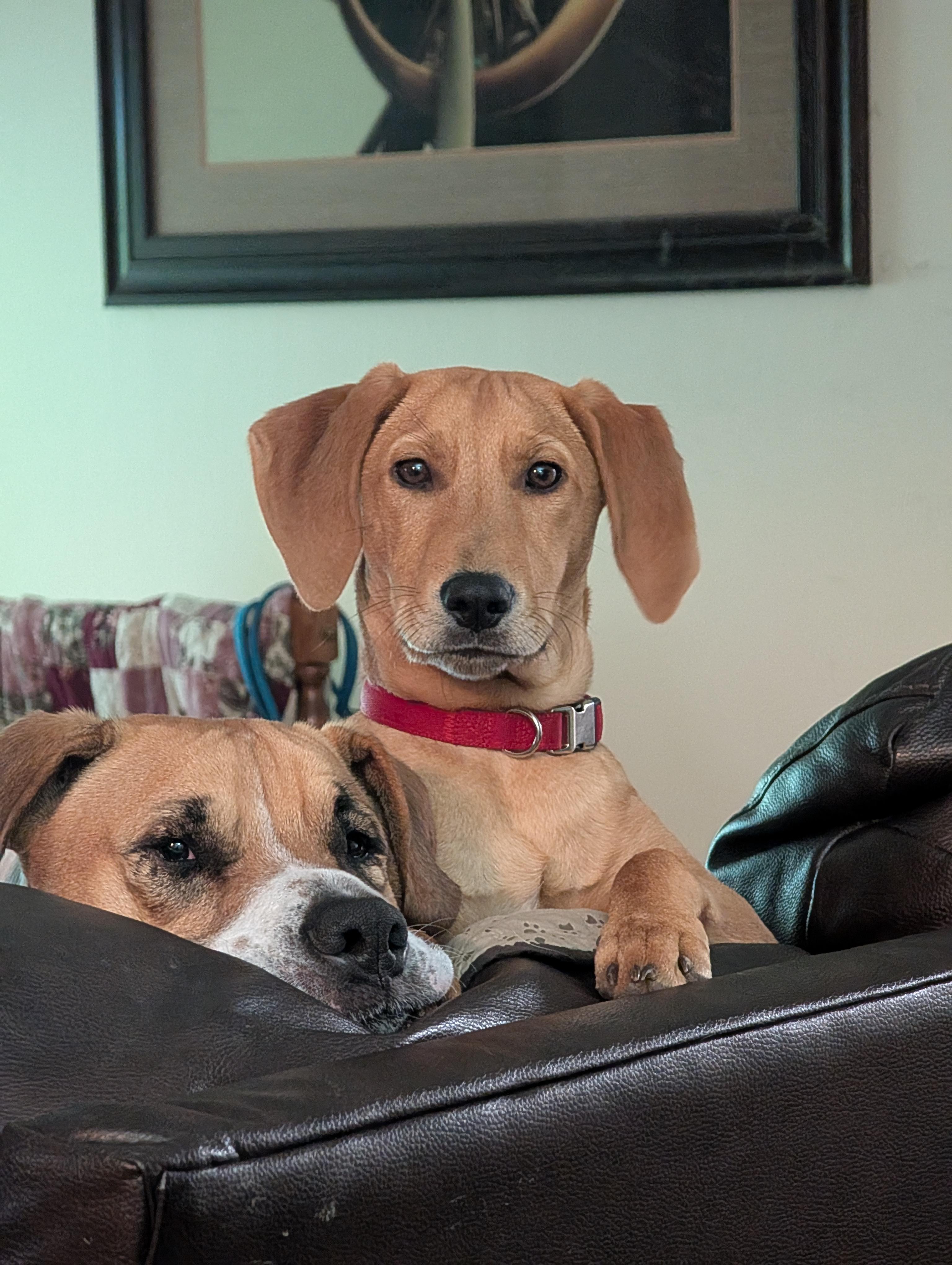 Gizmourgent! thumbnail 2