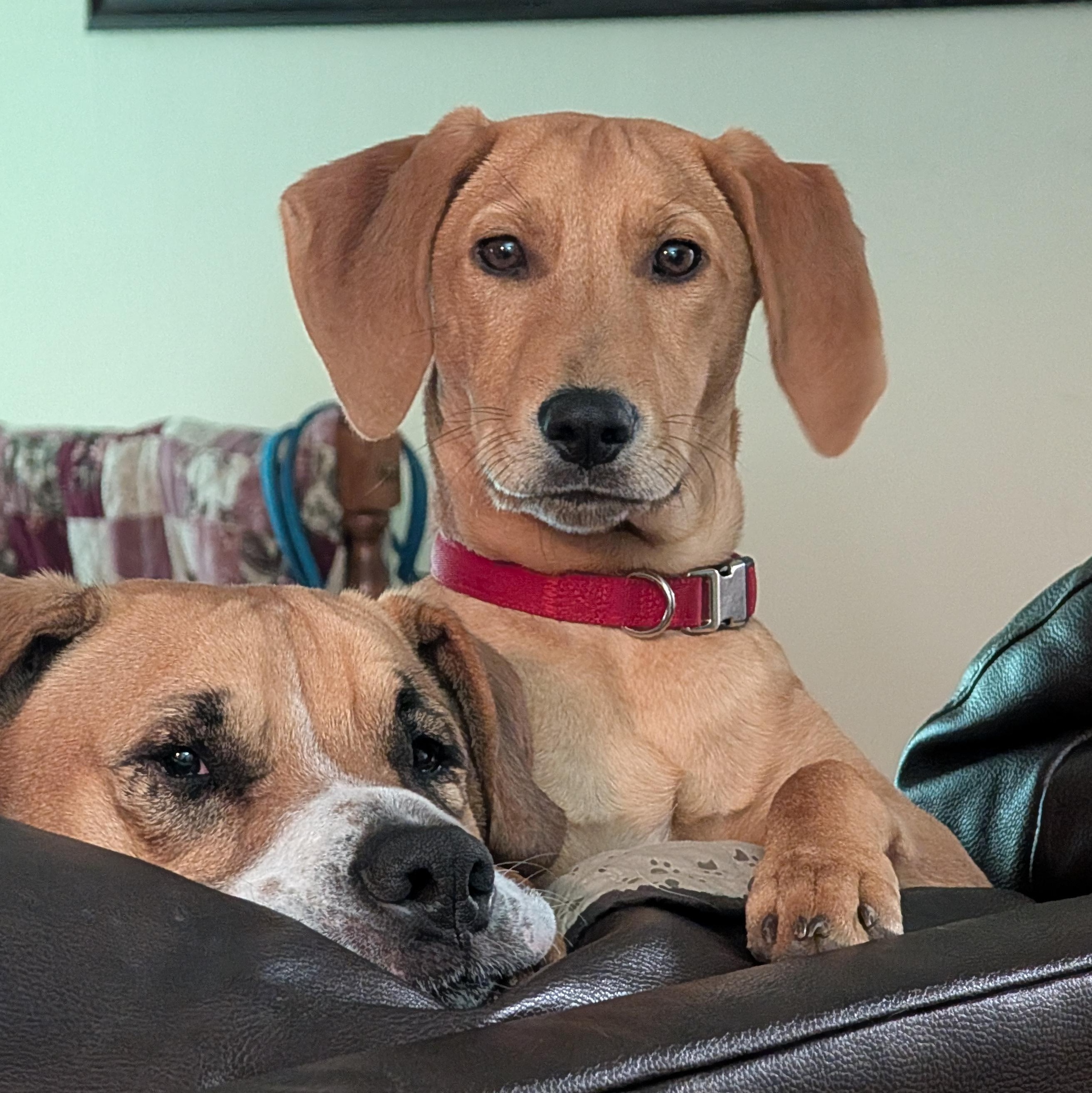 GIZMO-URGENT!, an adopted mixed breed in Wilmington, OH image 4/5