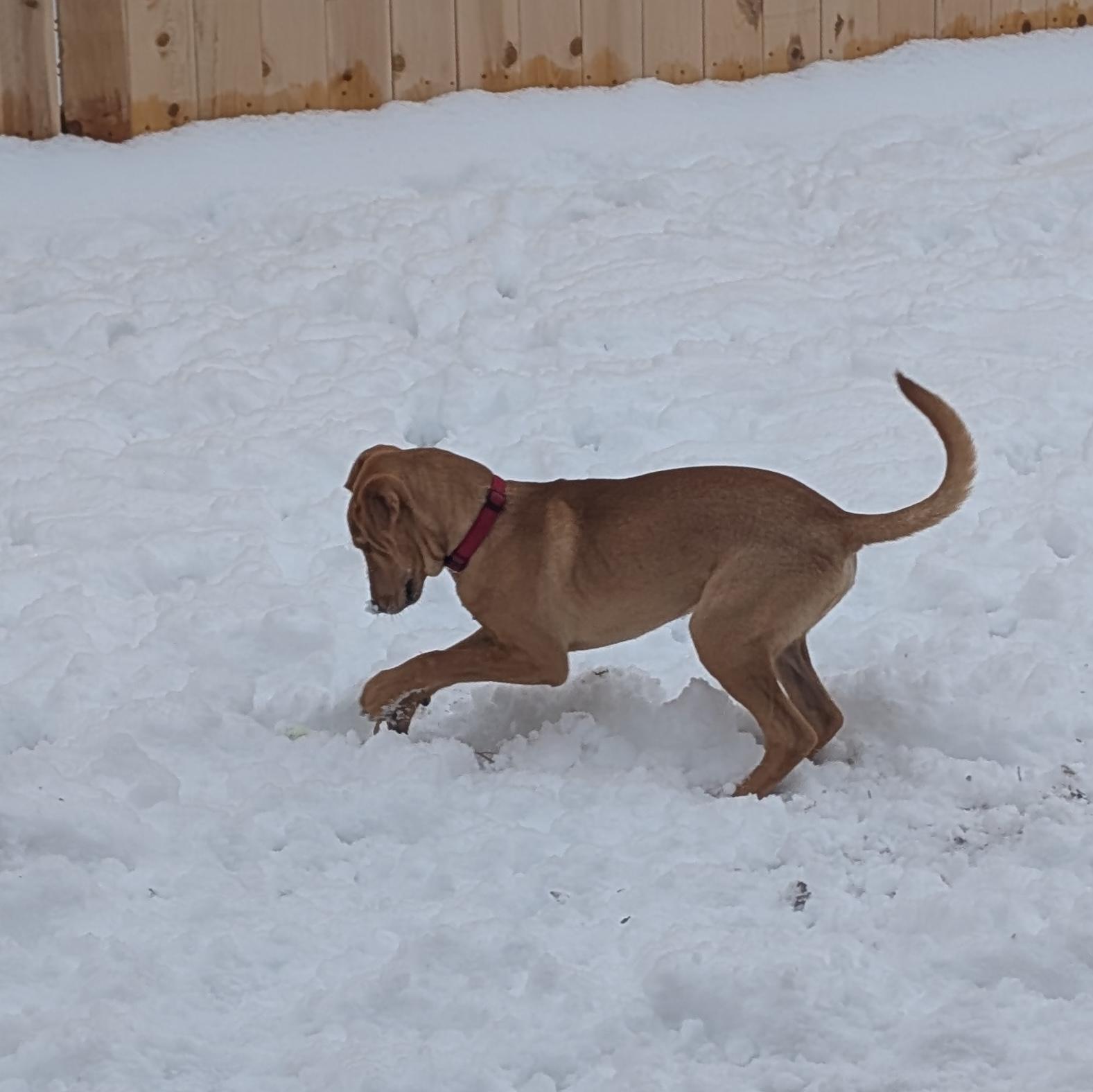 GIZMO-URGENT!, an adopted mixed breed in Wilmington, OH image 5/5