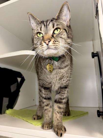 Max, Adoptable, Adult Male Domestic Short Hair & Domestic Short Hair.