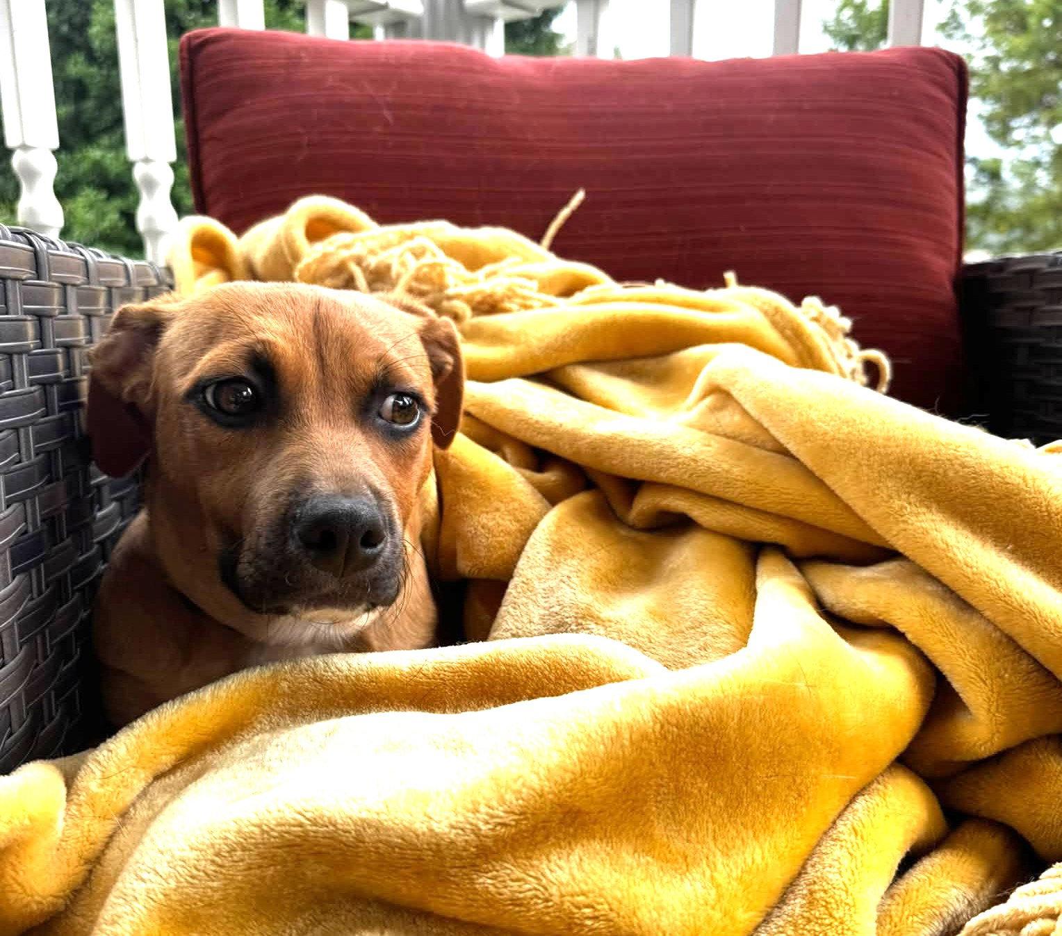 Smudge (4mo, 28lbs), Adoptable, Puppy Female Hound.