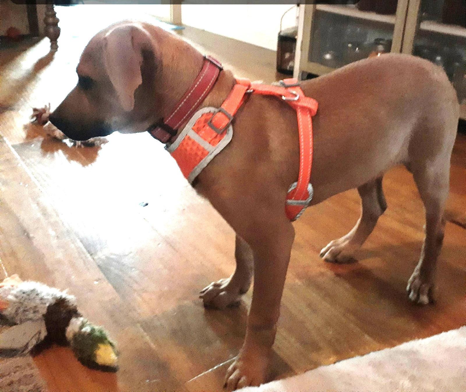 Enlarge Smudge (4mo, 28lbs), a Adoptable Hound in Hinton, WV image 2/3