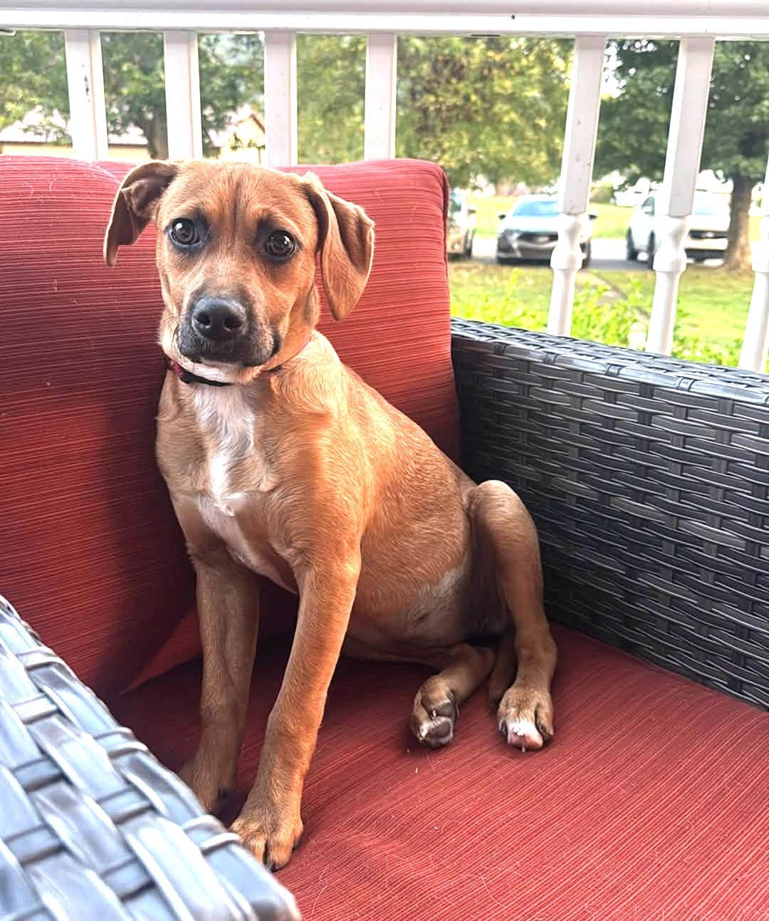 Enlarge Smudge (4mo, 28lbs), a Adoptable Hound in Hinton, WV image 3/3