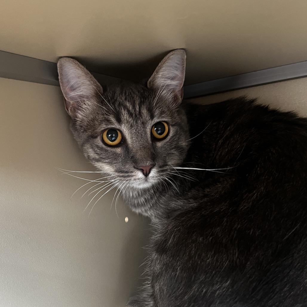 Aries, Adoptable, Adult Male Domestic Short Hair.