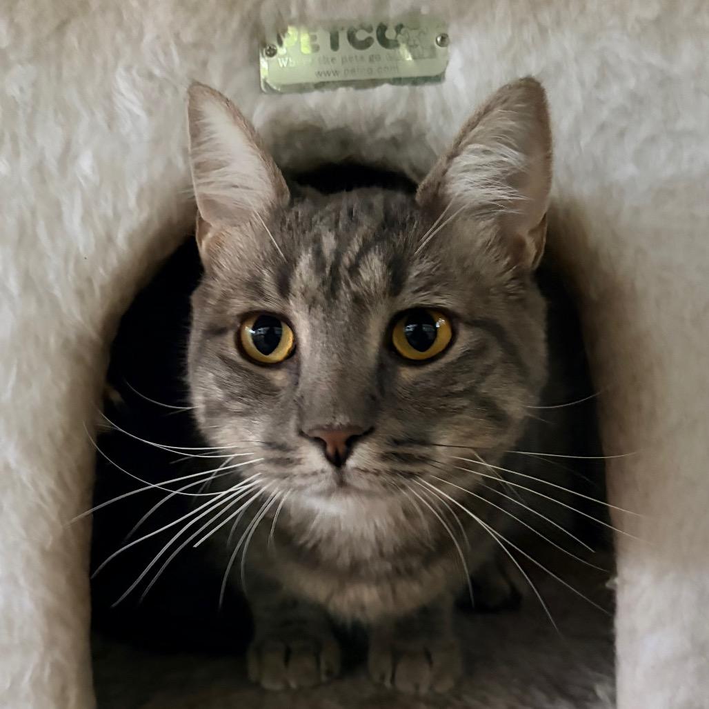 Aries, a Adoptable Domestic Short Hair in Aldie, VA image 2/2